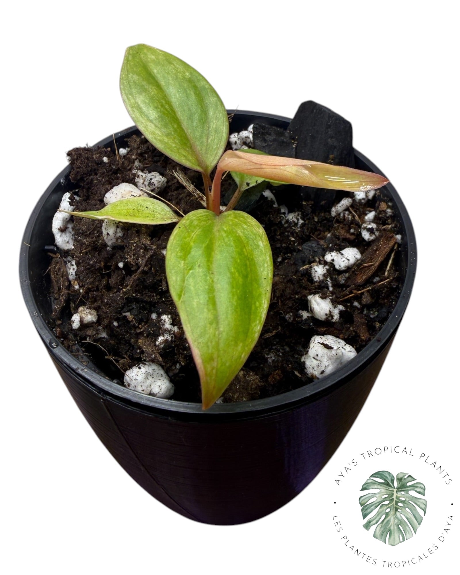 Philodendron Micans Panaché – Tons Roses