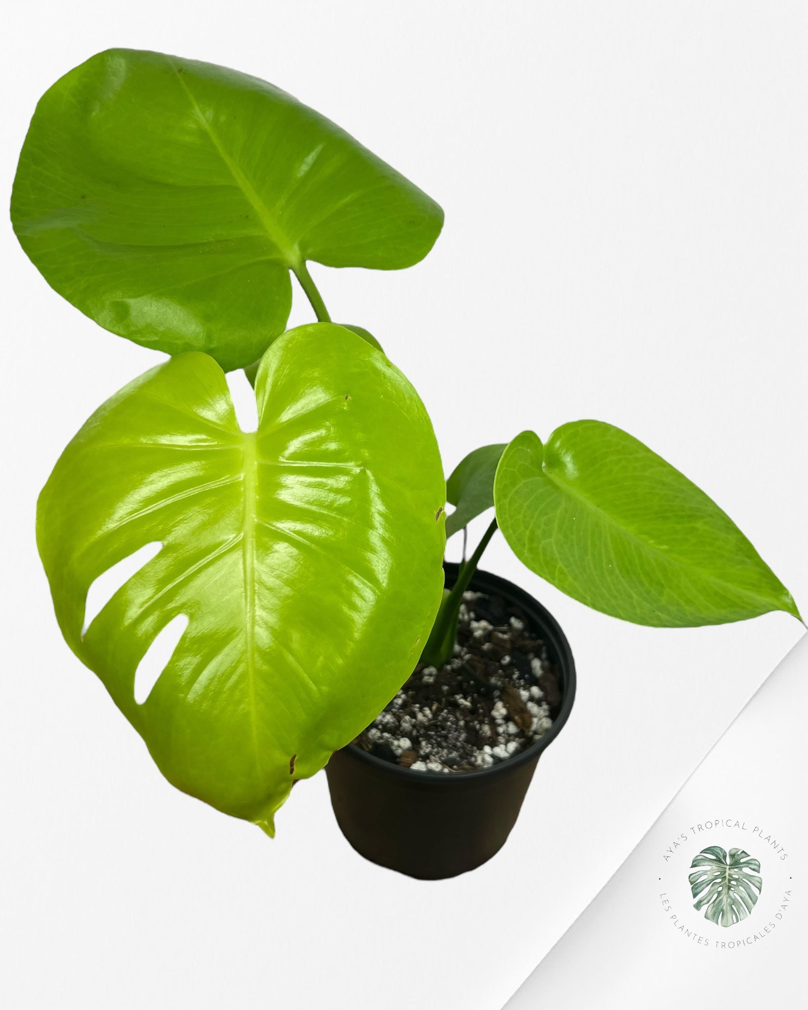 Monstera deliciosa 'Lemon Lime' - F5