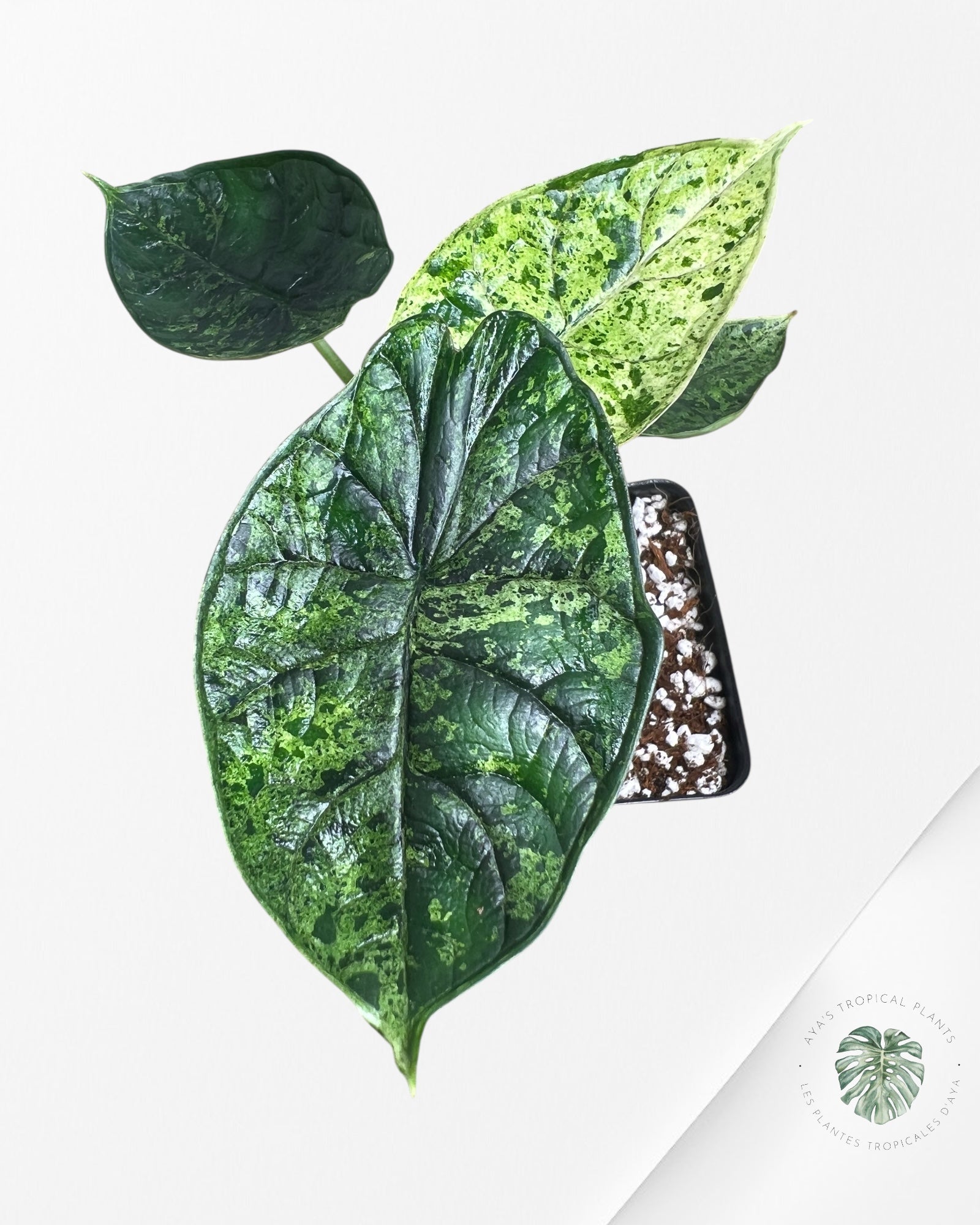 Menthe écaille de dragon Alocasia - 93