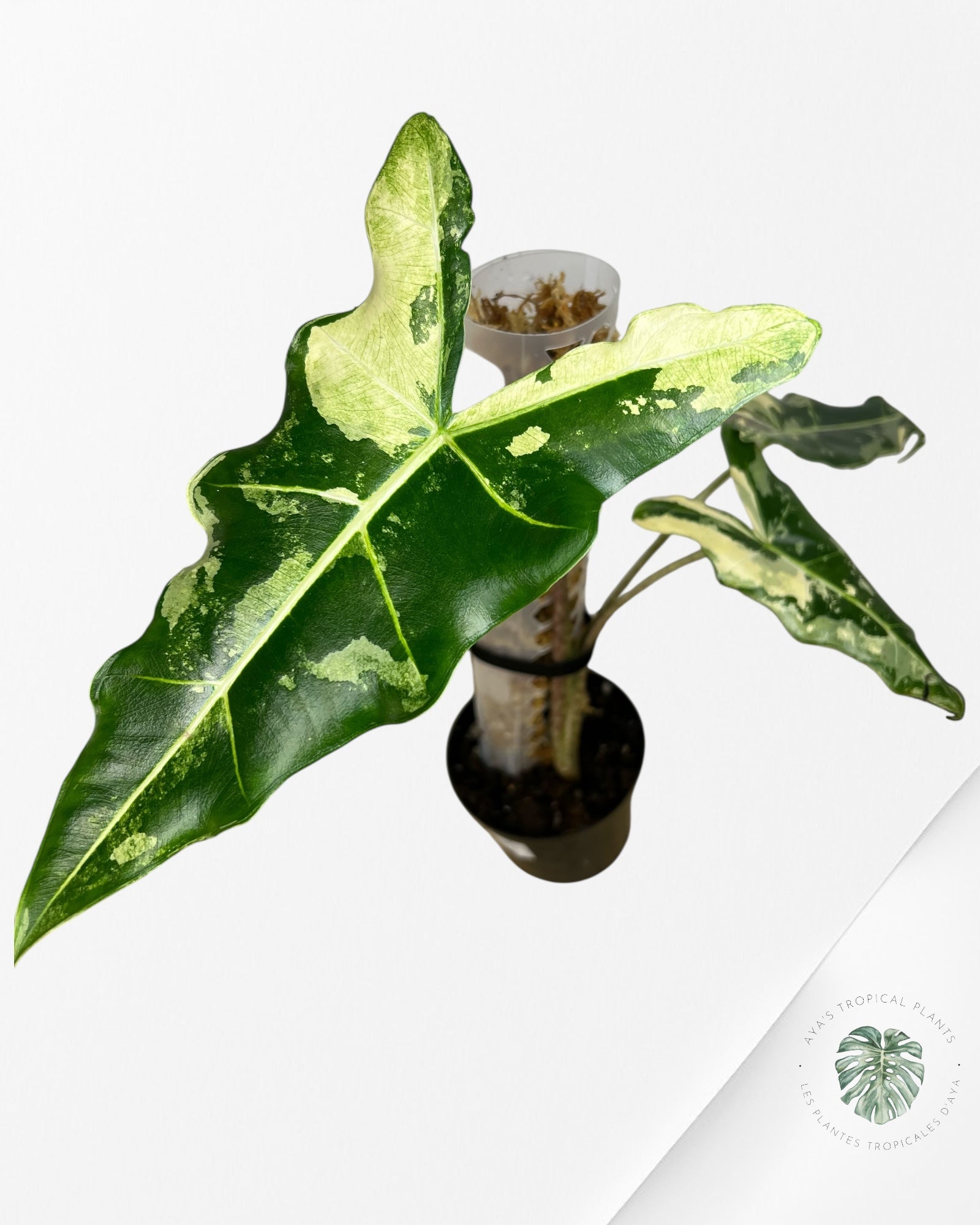 Alocasia sarian variegated - F6