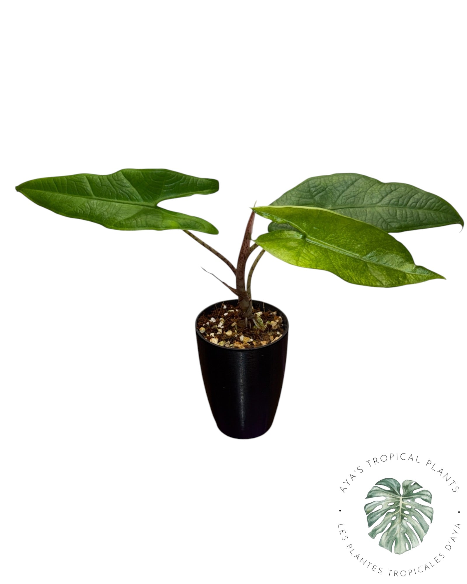 Alocasia Sulawesi Green Karpet Variegated