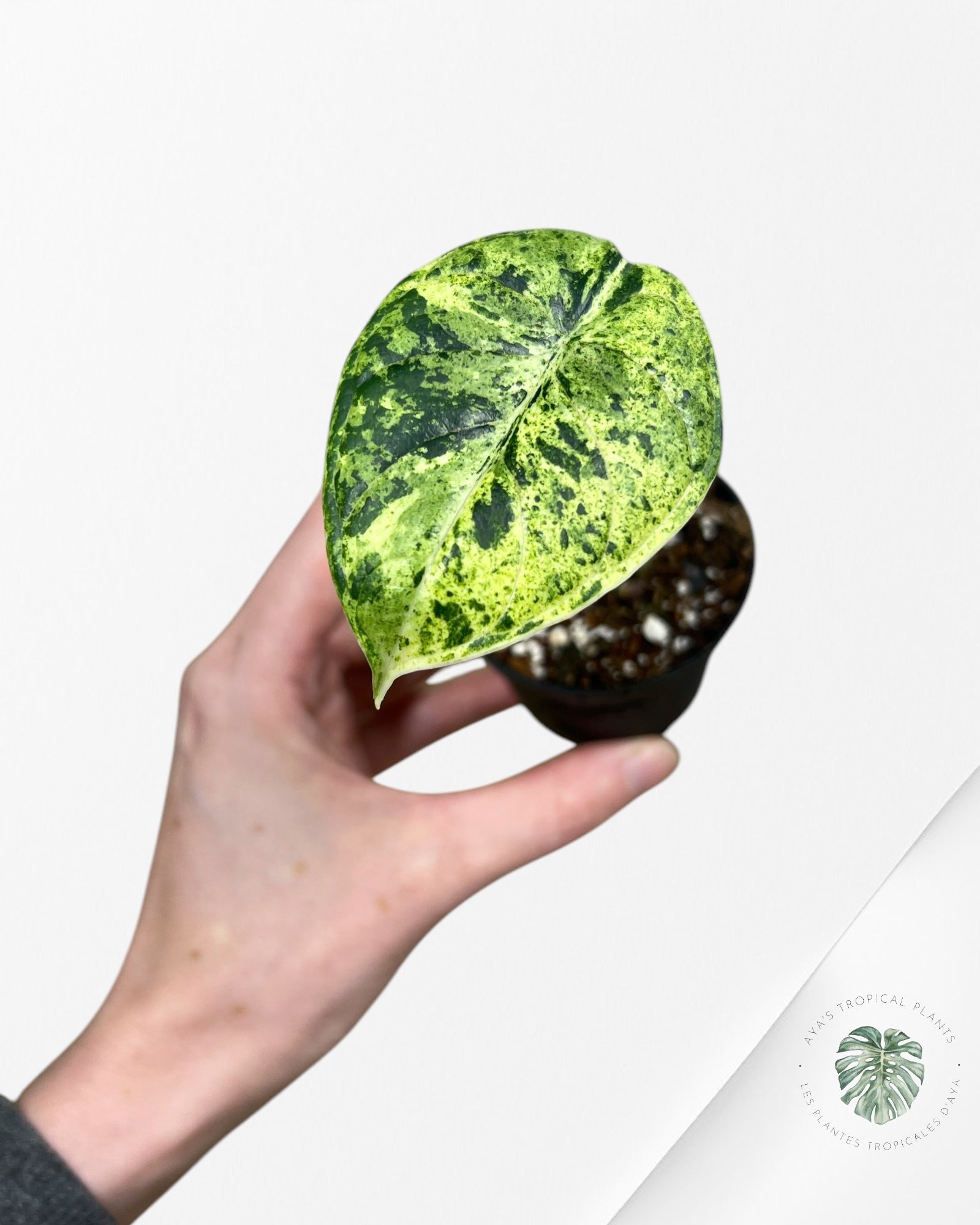 Alocasia Dragon Scale Menthe - S5