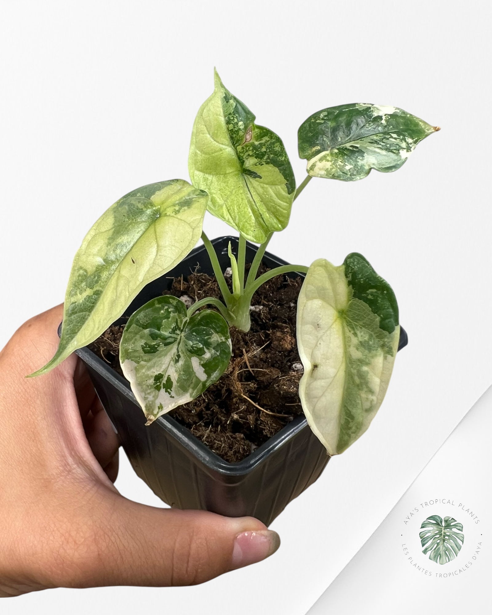 Alocasia baginda ' Dragon Scale’ variegated- F4