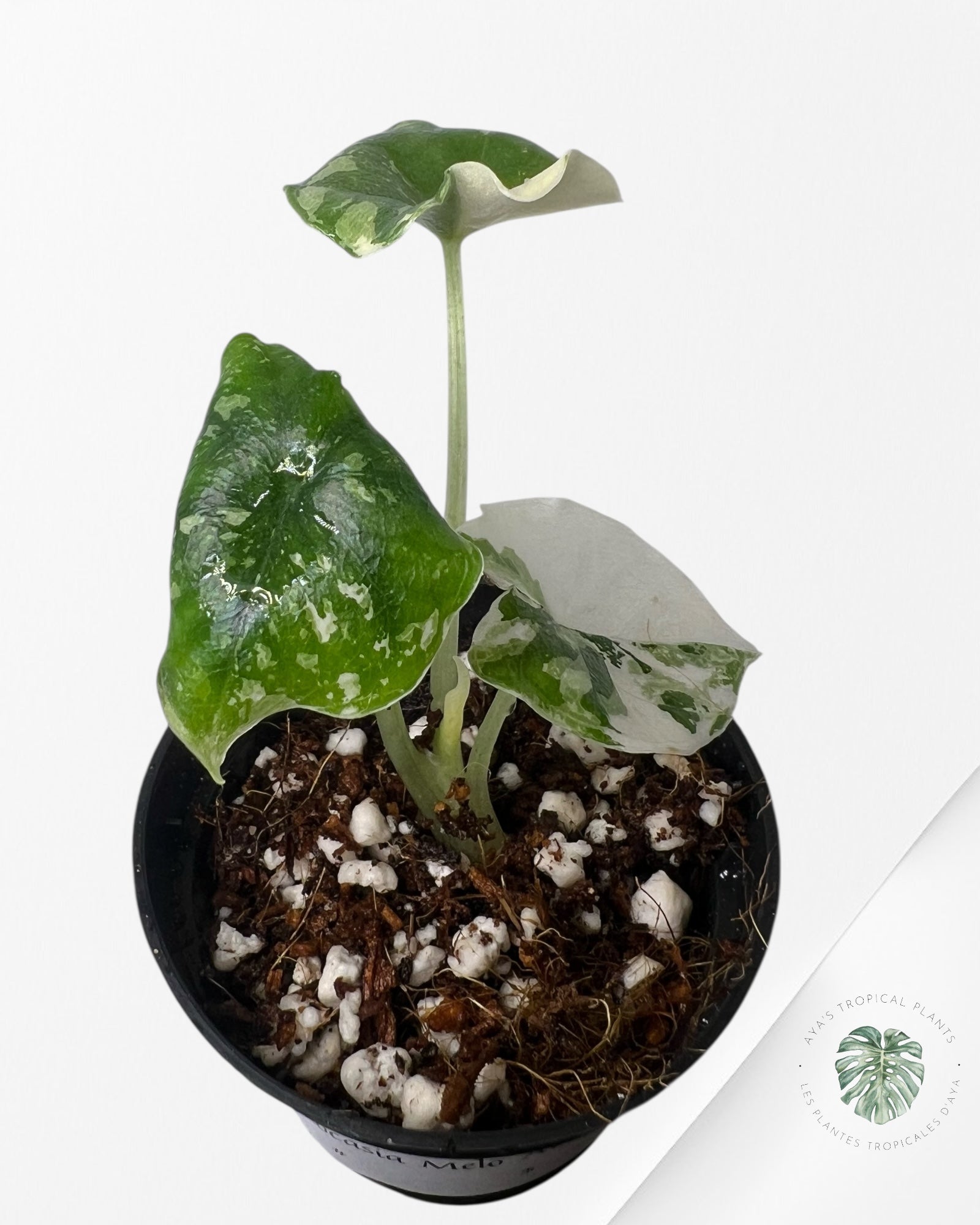 Alocasia Melo Variegated (Albo) - TC02