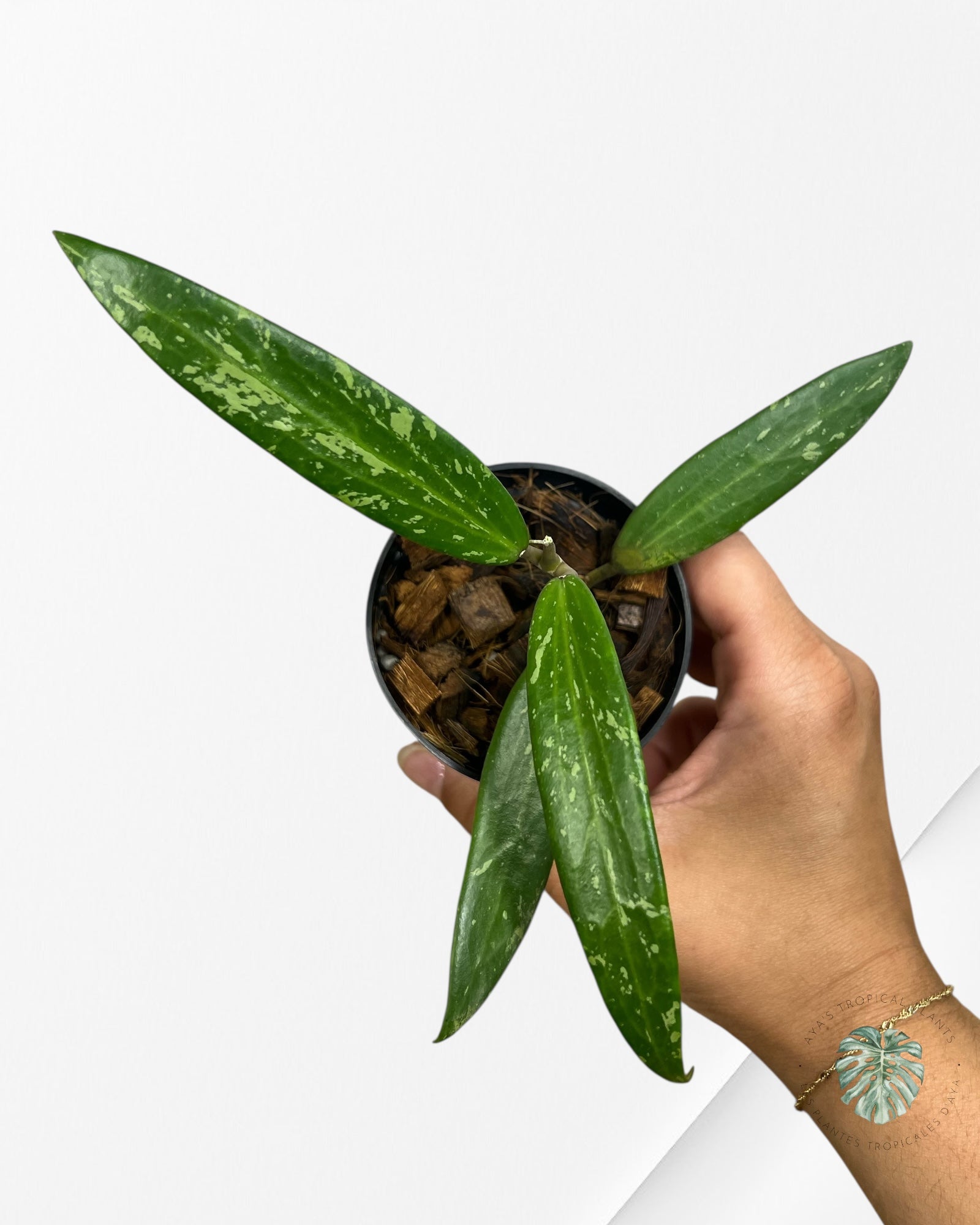 HOYA SP. SR 2007-13 (FROM LOEI PROVINCE)-F1