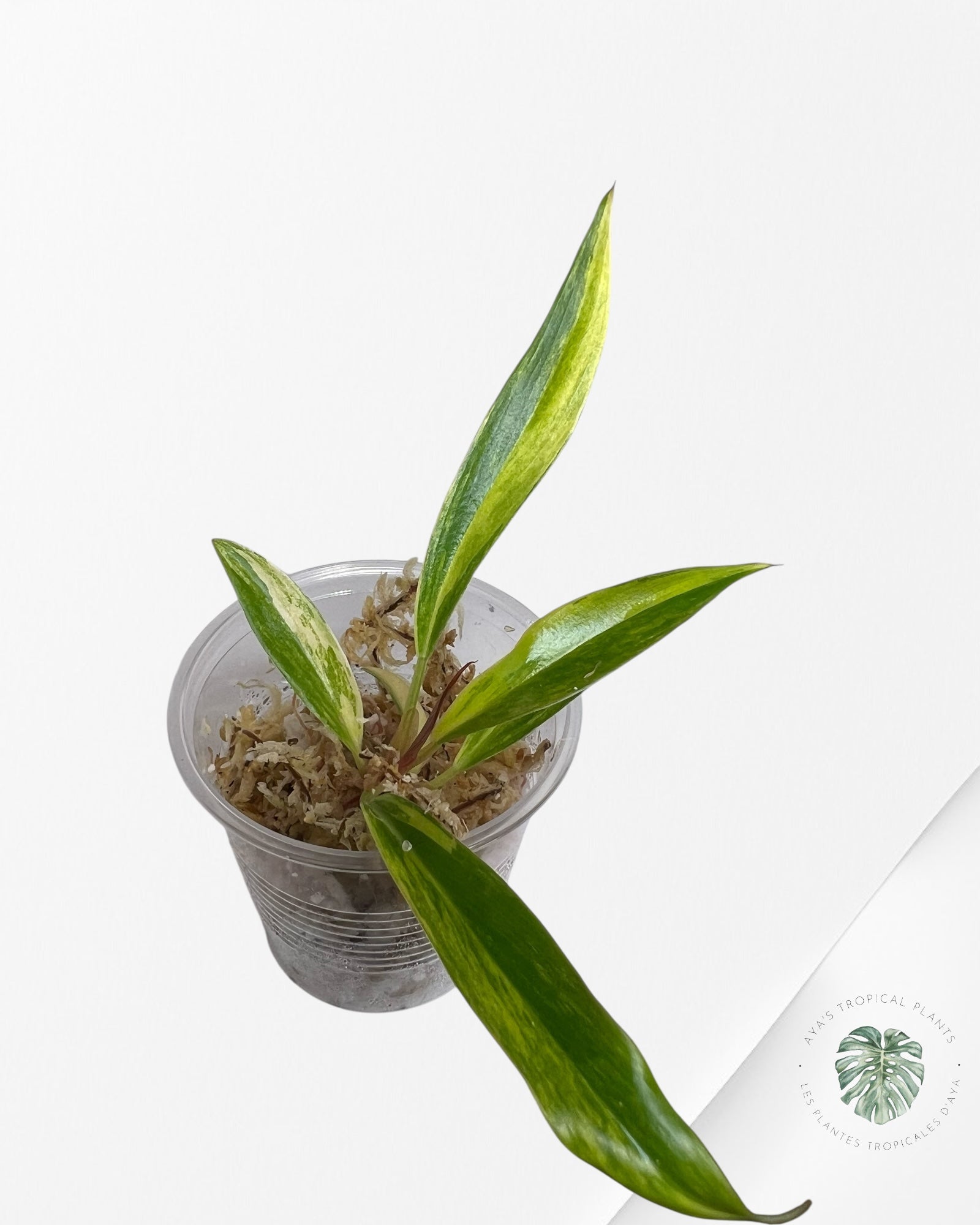 Philodendron Caramel Marble - TC2