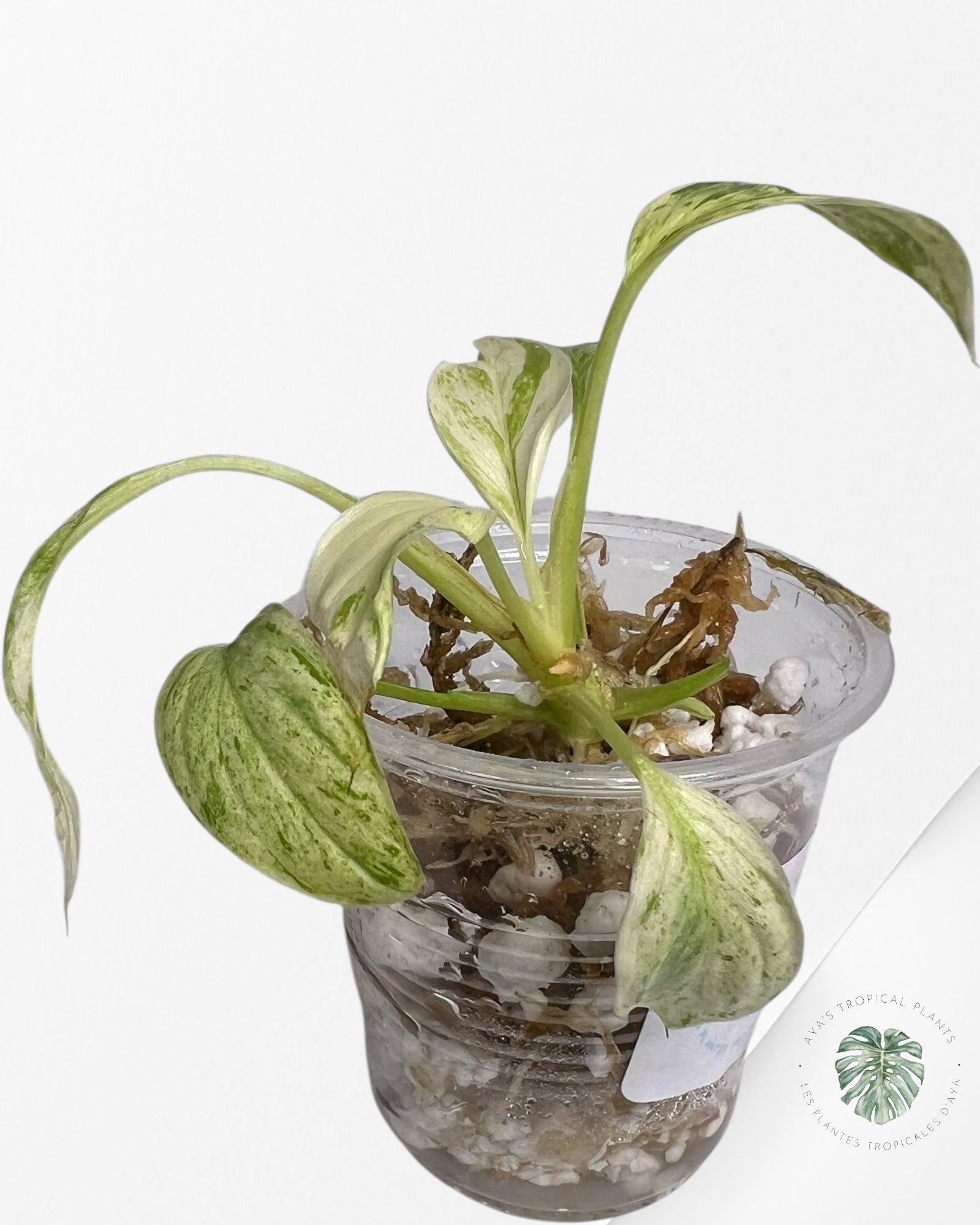 Homalomena rubescens "Mint" variegated - TC17
