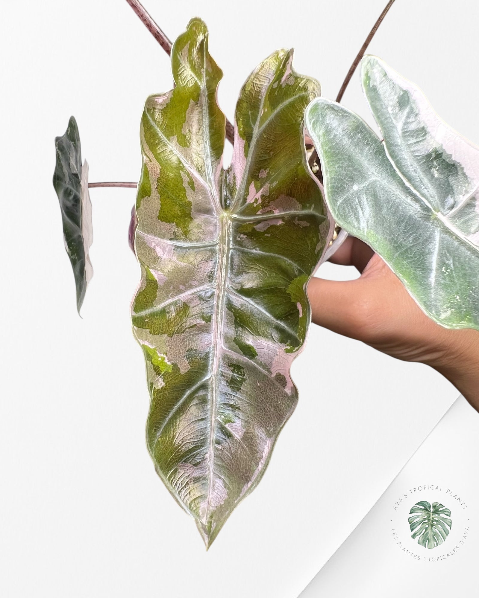 A.Pseudo Sanderiana Pink Albo│アロカシア・プセウド Alocasia Pseudo Sanderiana Albo/Pink - 267