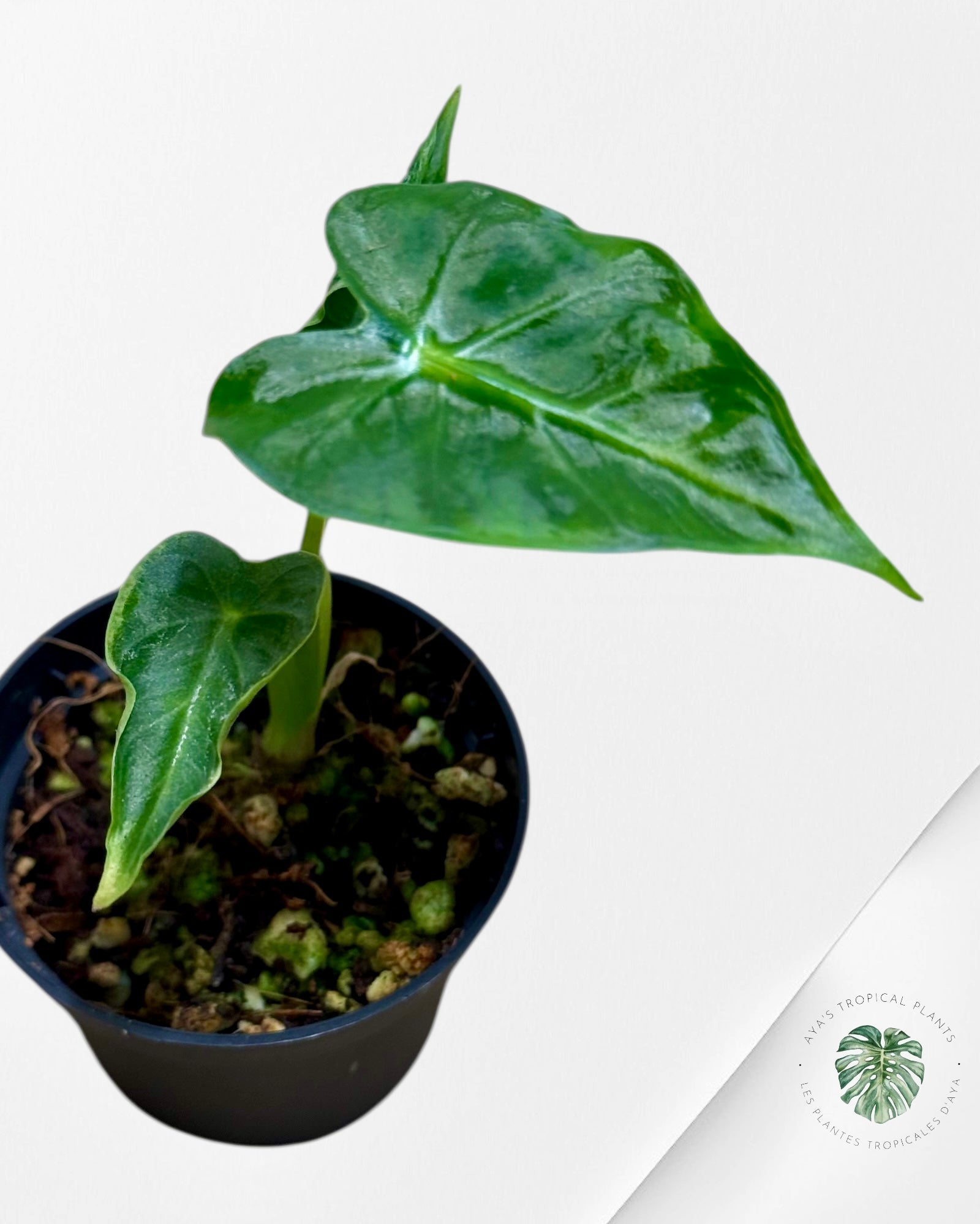 Alocasia Frydek ‘Tattoo’| Rare TC Plant| Aya's Tropical Plants