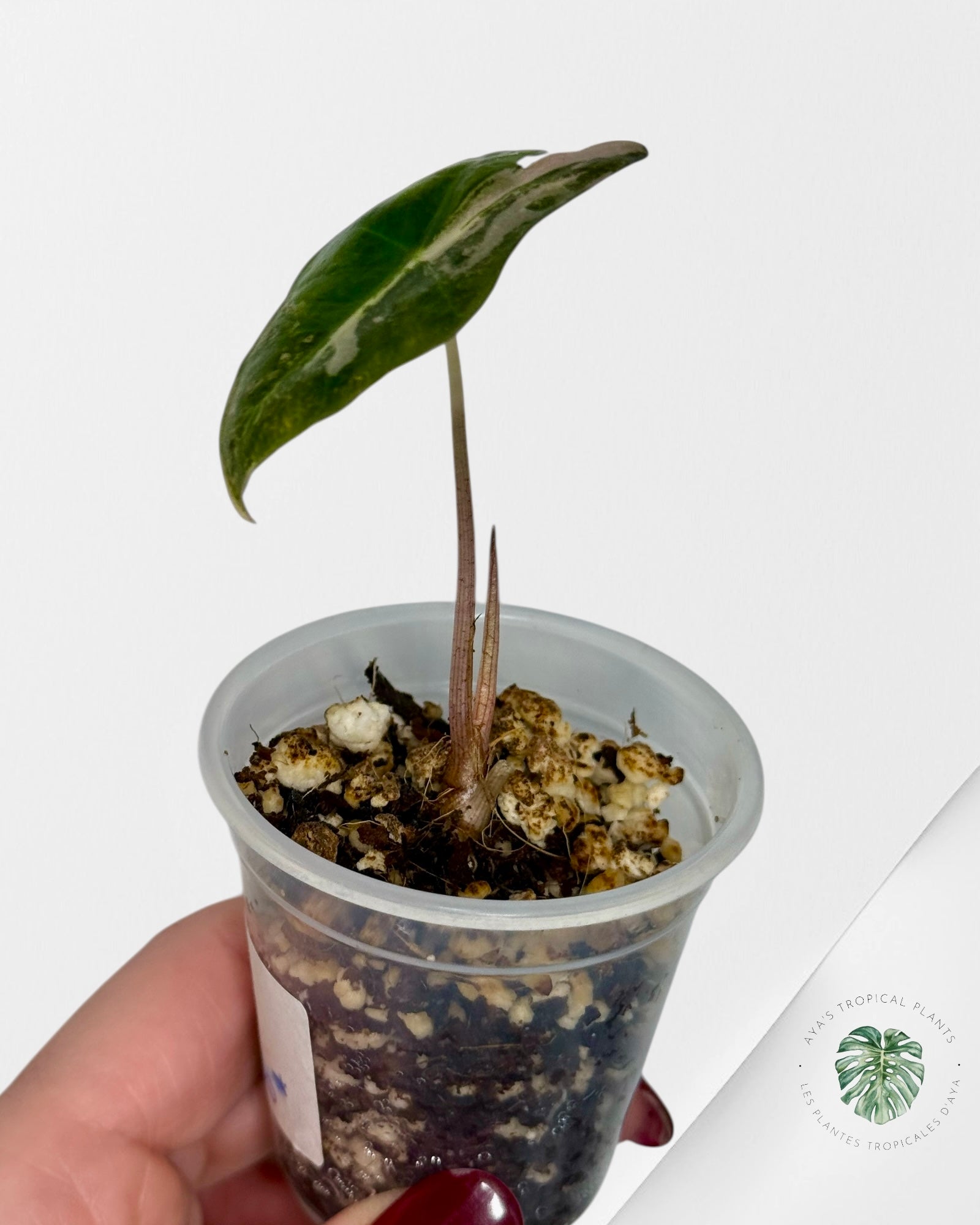 Alocasia Nobilis Variegated Aurea| Rare TC Plant| Aya's Tropical Plants