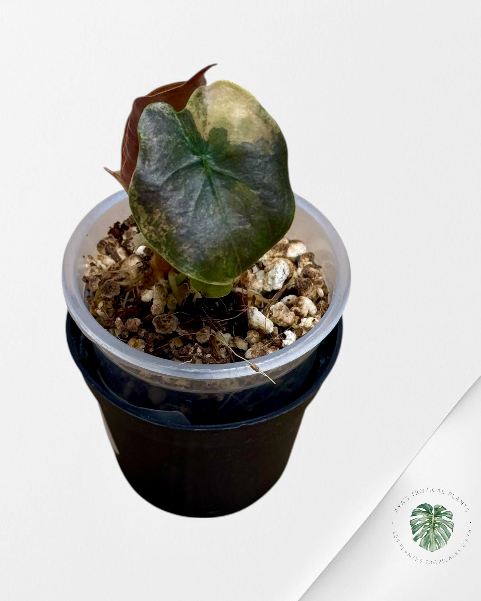 Alocasia Cuprea Golden Latte variegated | Rare TC Plant| Aya's Tropical Plants