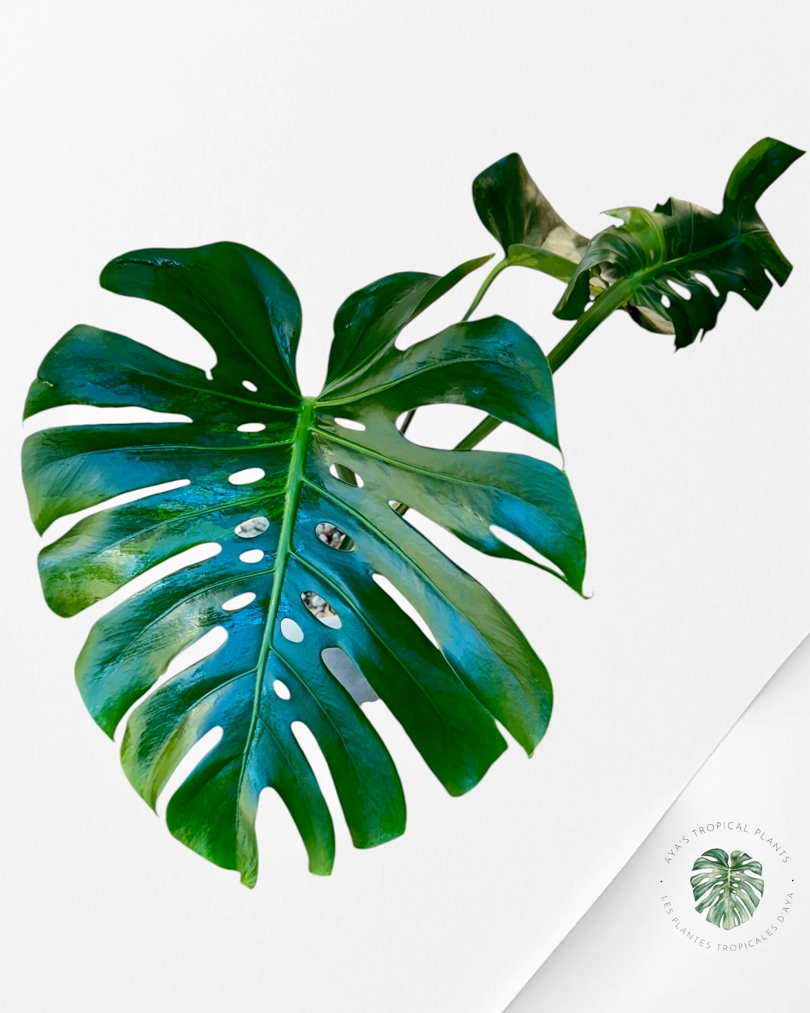 Monstera Deliciosa 'Lemon' Mint