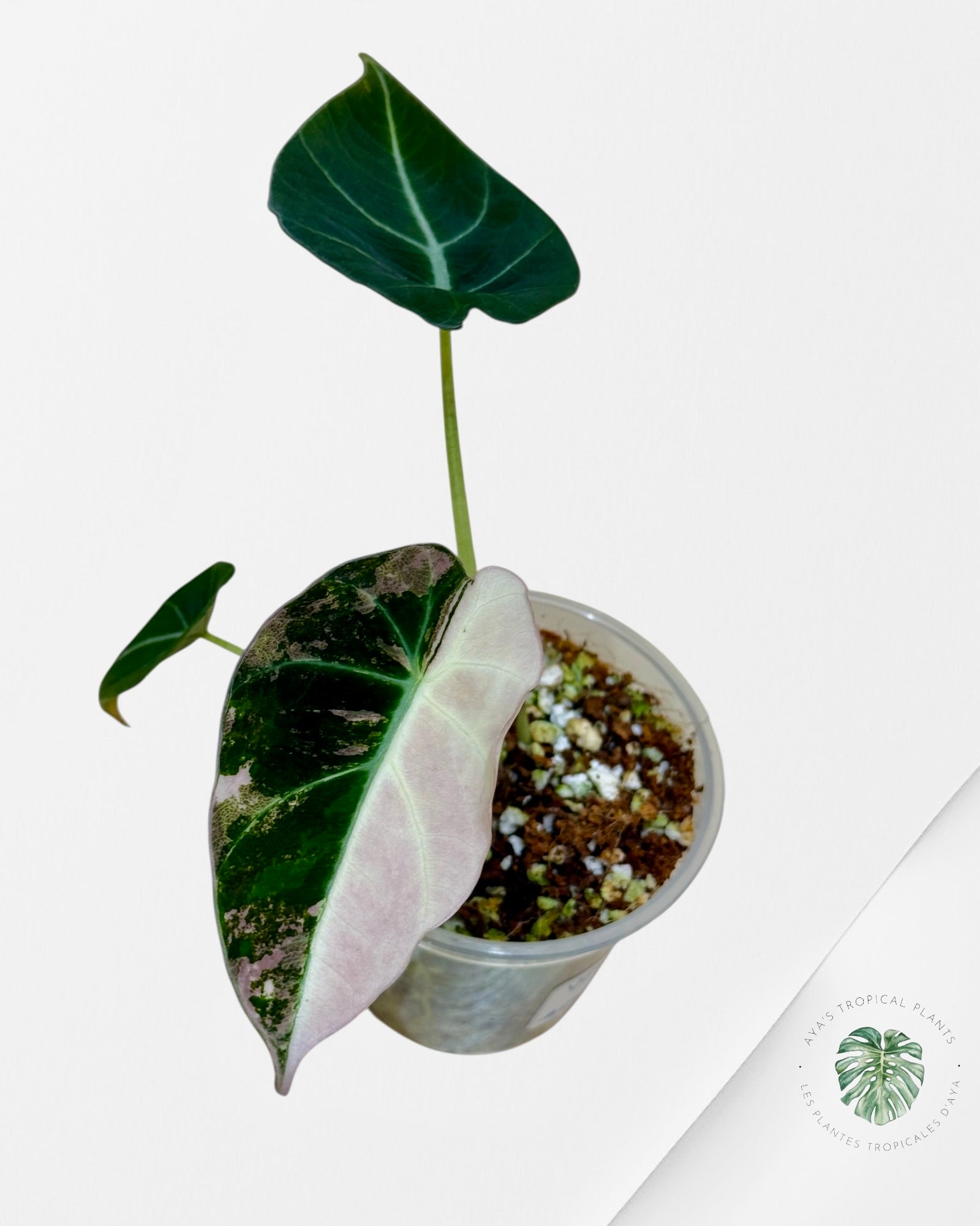 Alocasia Black Velvet Pink Variegated| Rare TC Plant| Aya's Tropical Plants