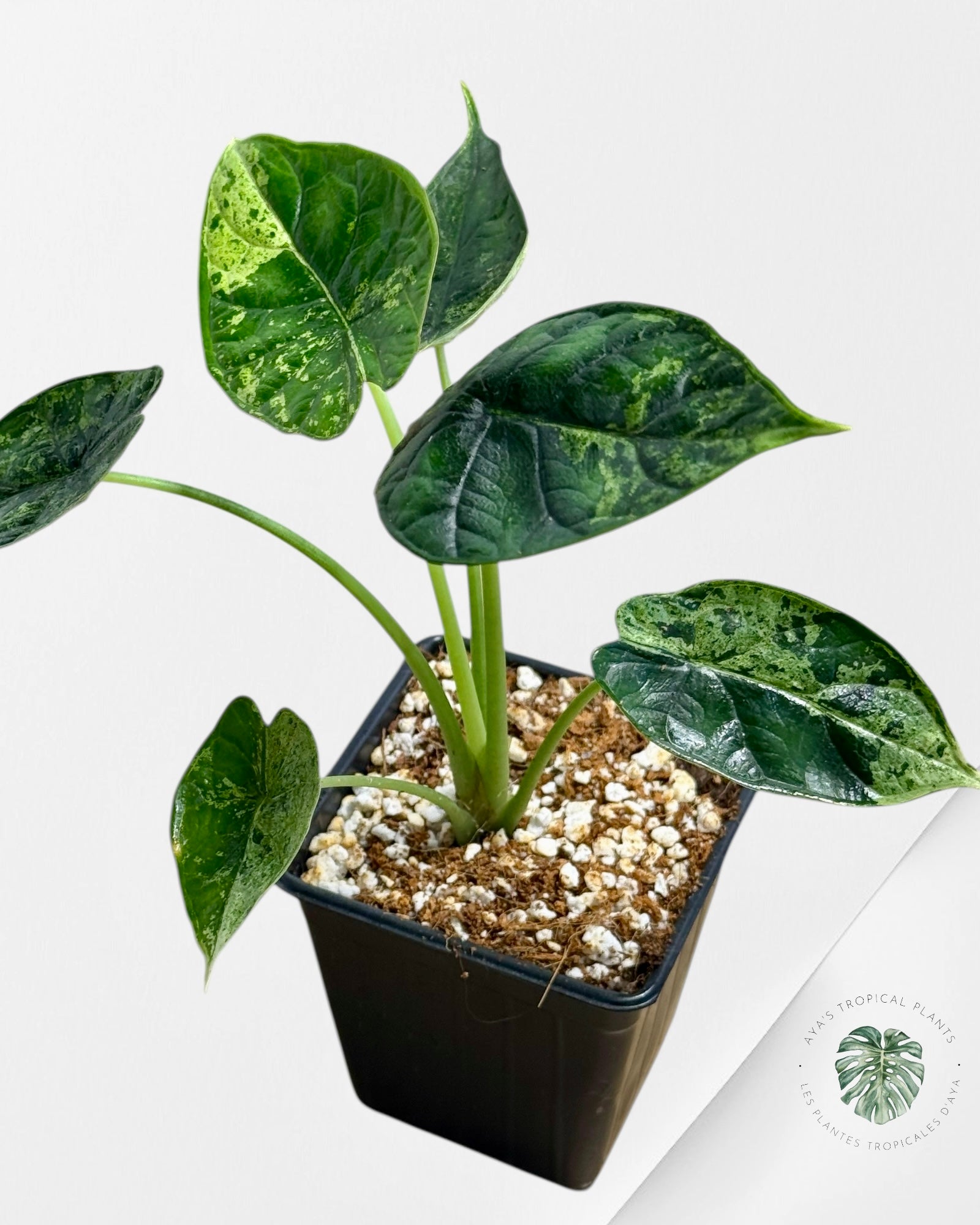 Alocasia Dragon Scale Mint |Rare Aroid| Aya's Tropical Plants