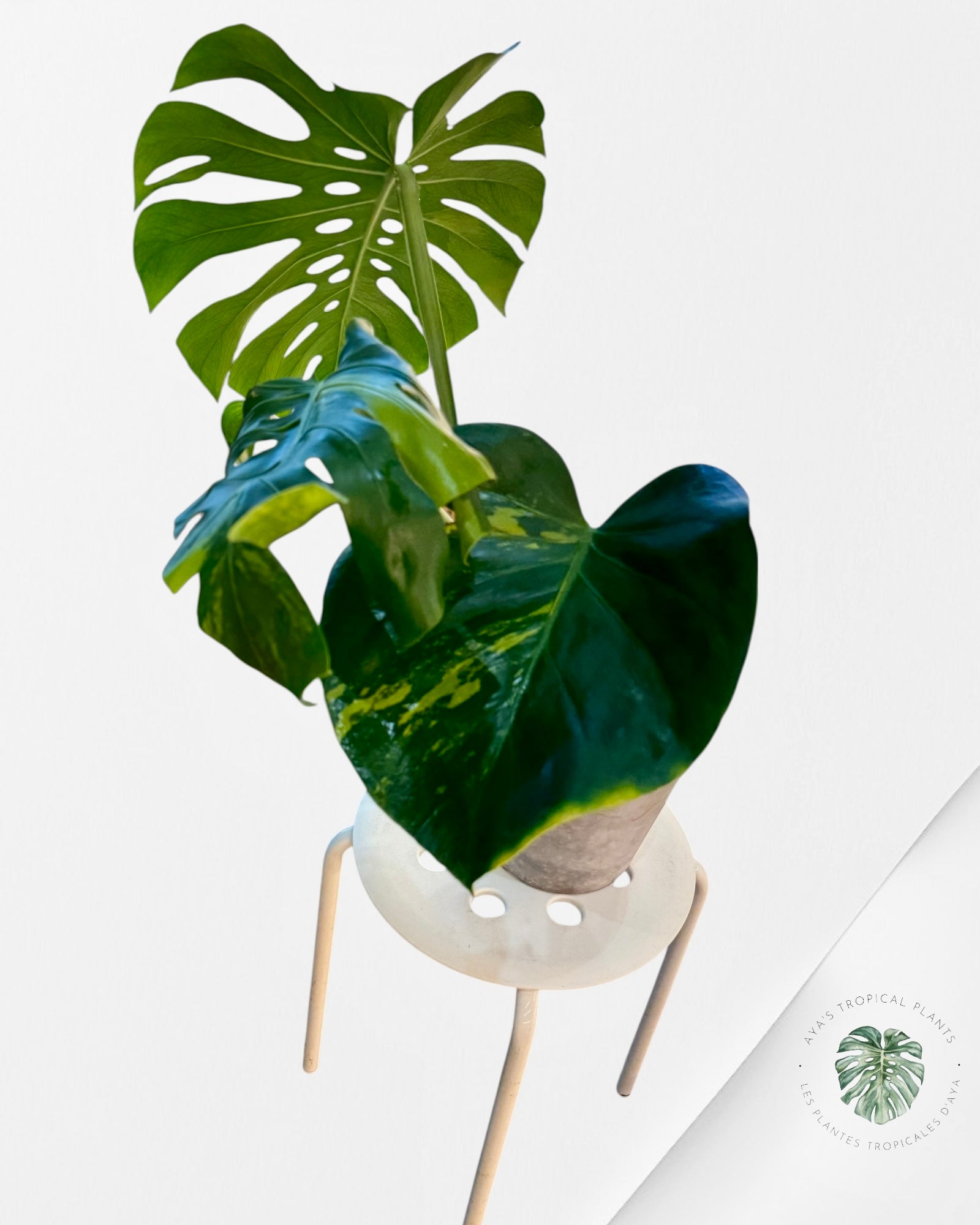 Monstera Deliciosa 'Lemon' Mint