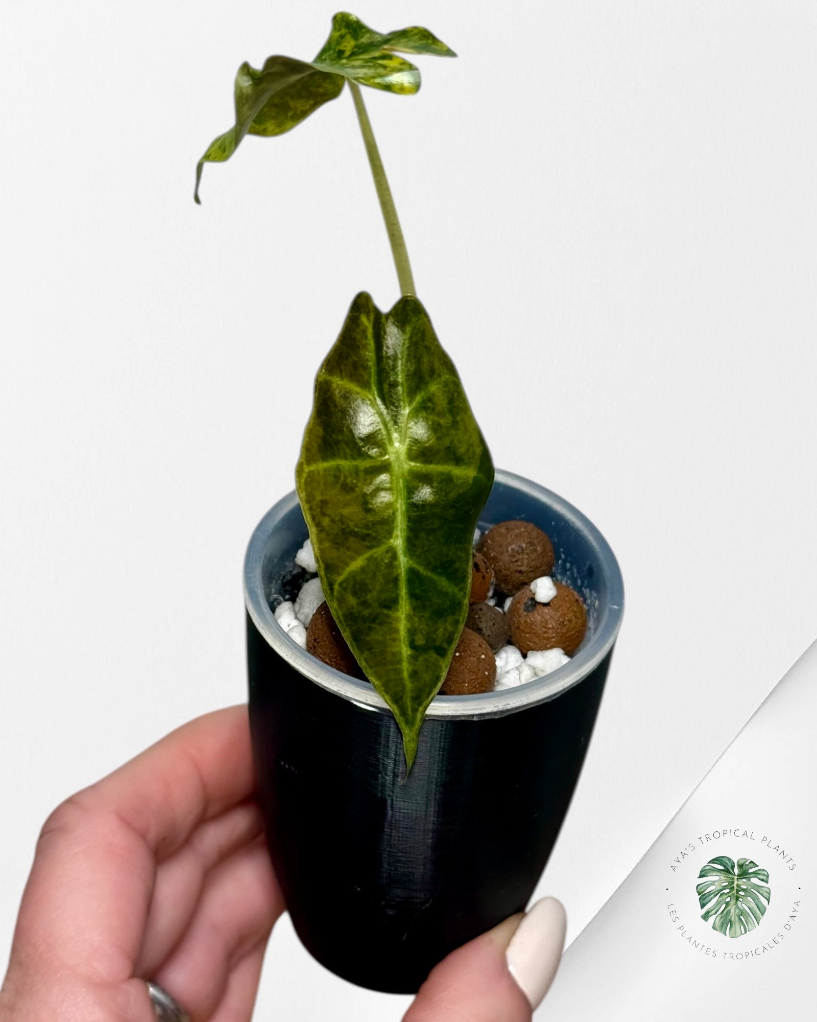 Alocasia Sanderiana ‘Bull’ Aurea Variegated