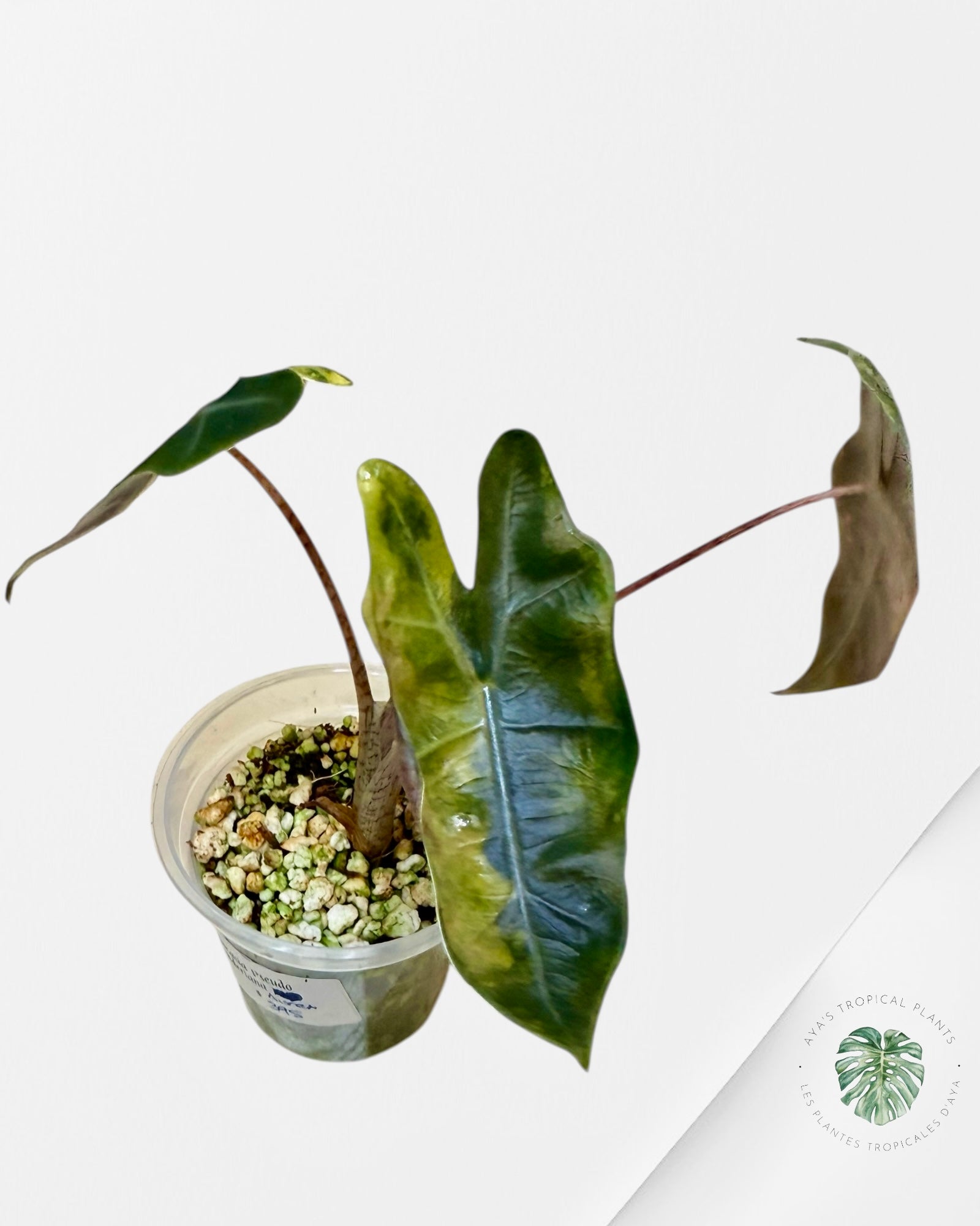 Alocasia Pseudo Sanderiana Variegated Aurea| Rare TC Plant| Aya's Tropical Plants