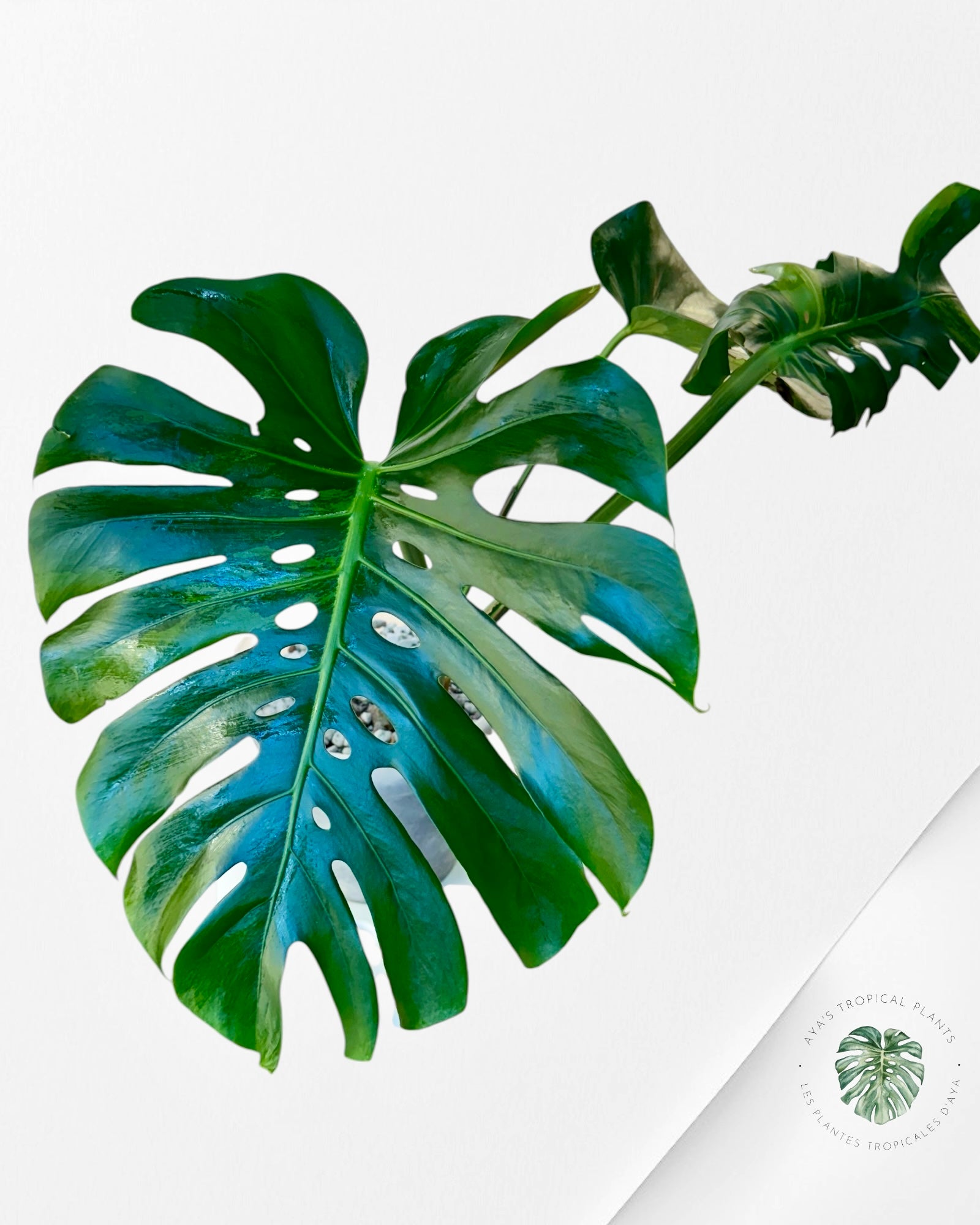 Monstera Deliciosa 'Lemon' Mint