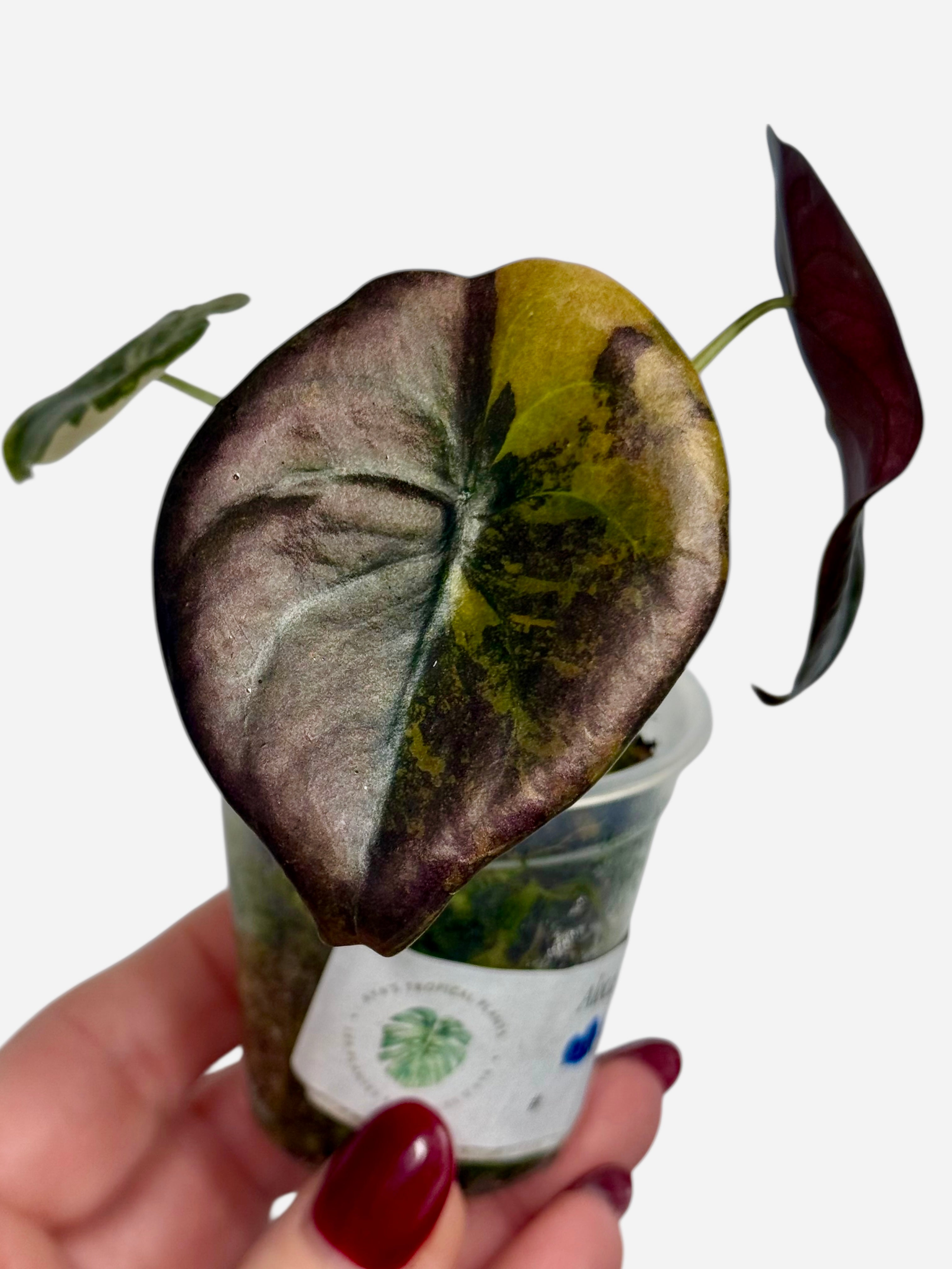 Alocasia Cuprea Golden Latte variegated | Rare TC Plant| Aya's Tropical Plants