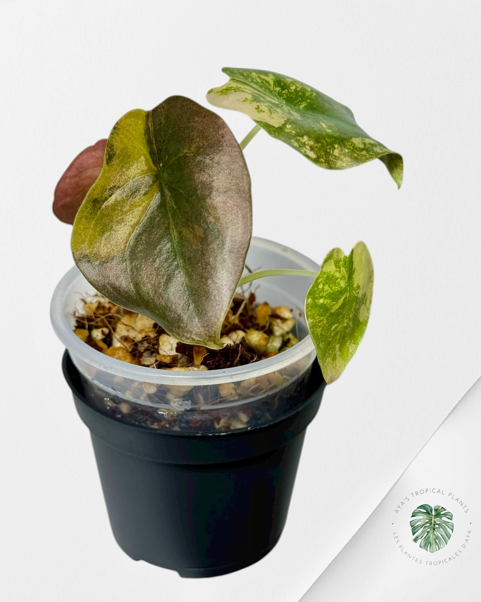 Alocasia Cuprea Golden Latte variegated | Rare TC Plant| Aya's Tropical Plants