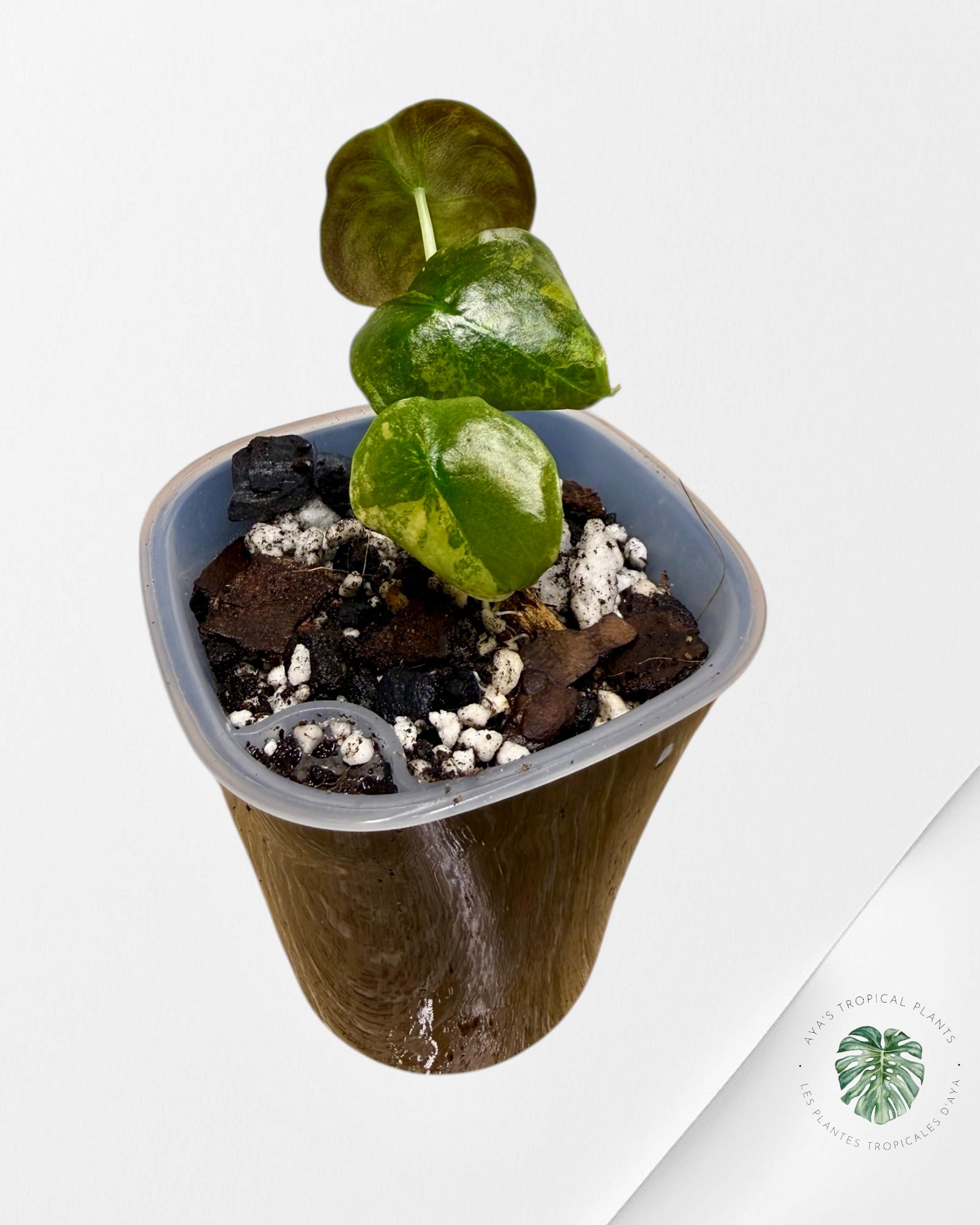 Alocasia Cuprea Golden Latte variegated | Rare TC Plant| Aya's Tropical Plants