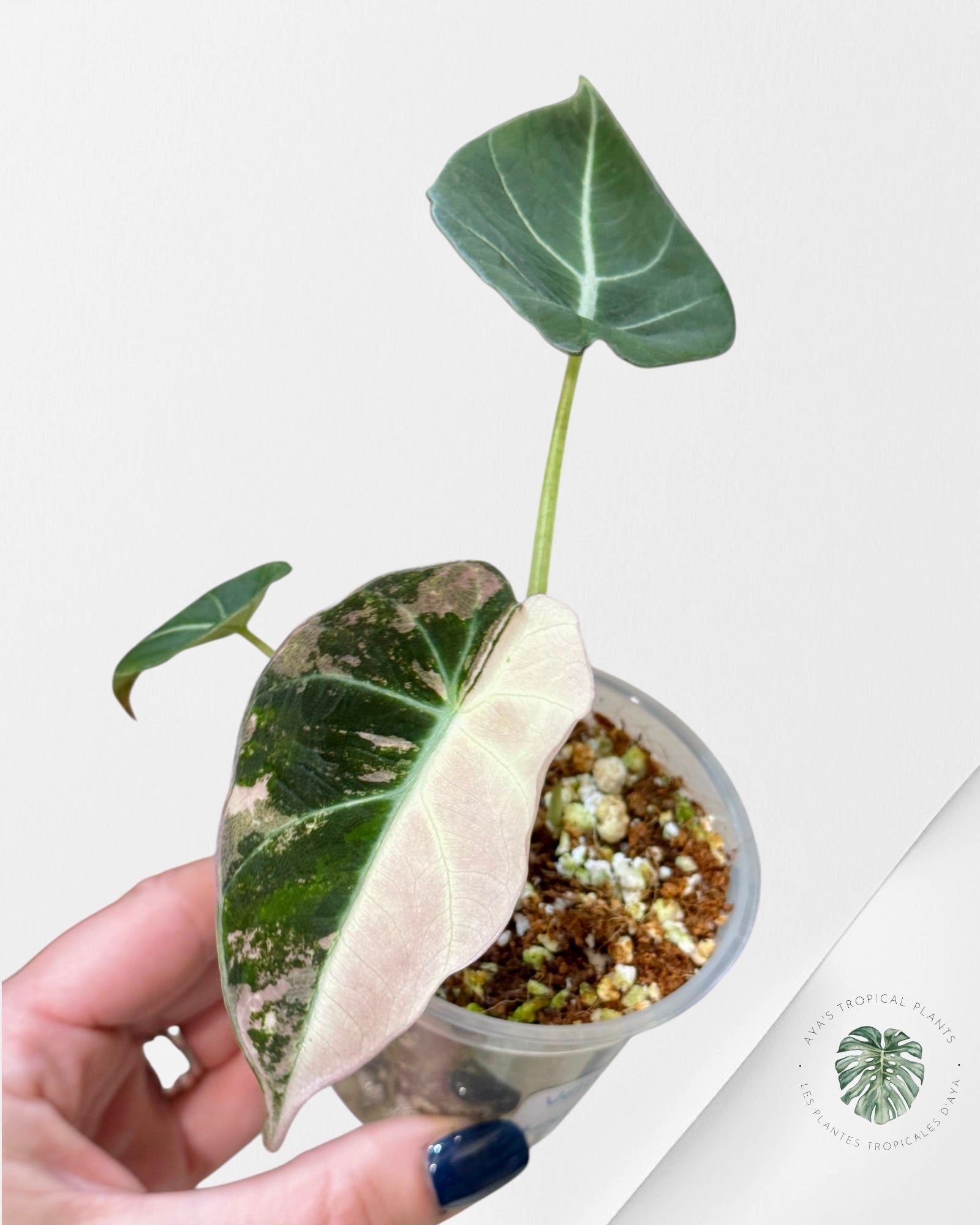 Alocasia Black Velvet Pink Variegated| Rare TC Plant| Aya's Tropical Plants