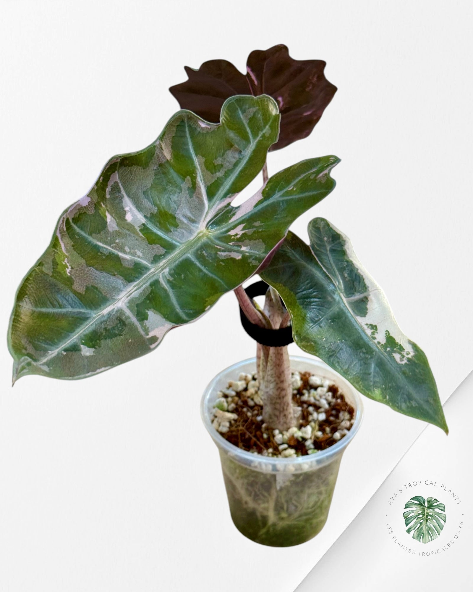 Alocasia Pseudo Sanderiana Albo/Rose - 267
