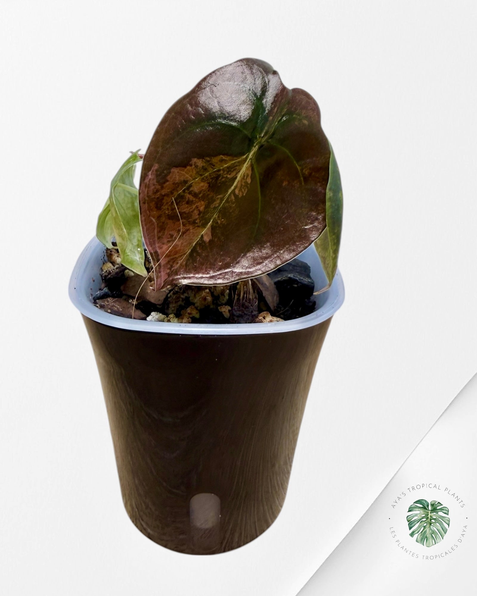 Alocasia Cuprea Golden Latte variegated