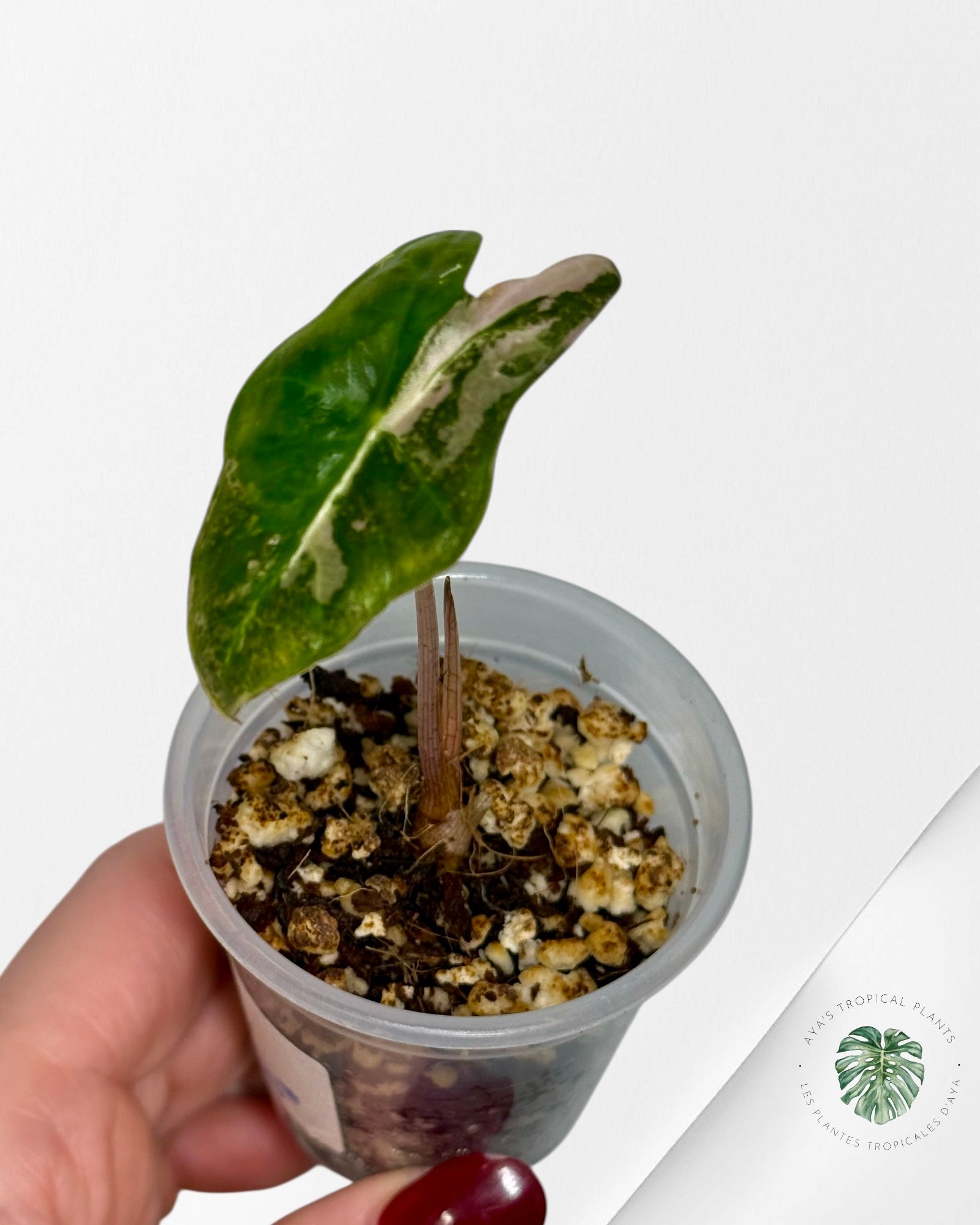 Alocasia Nobilis Variegated Aurea| Rare TC Plant| Aya's Tropical Plants