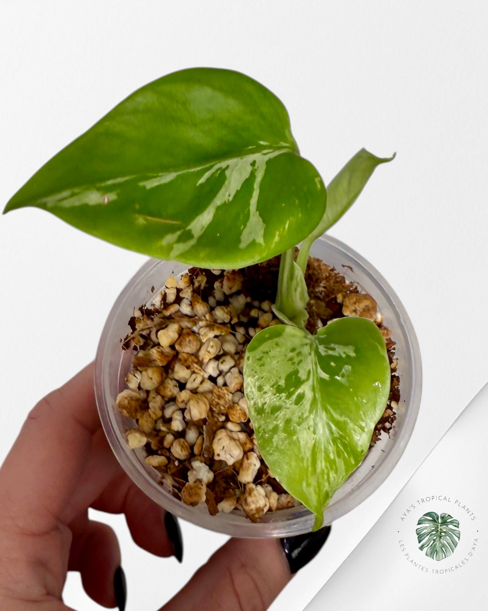 Monstera Deliciosa Bulbasaur | Rare TC Plant| Aya's Tropical Plants