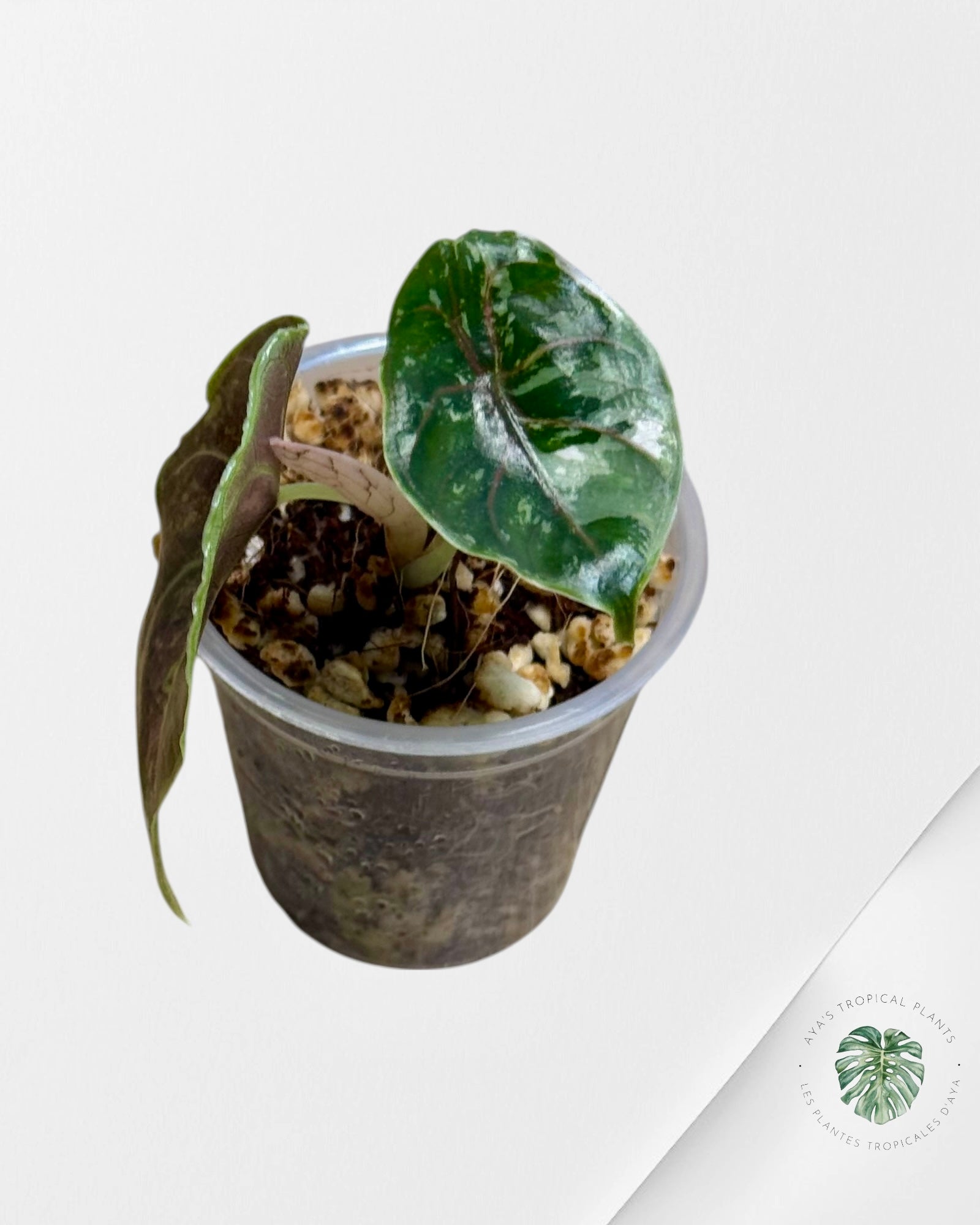 Alocasia Azlanii Variegated Pink| Rare TC Plant| Aya's Tropical Plants