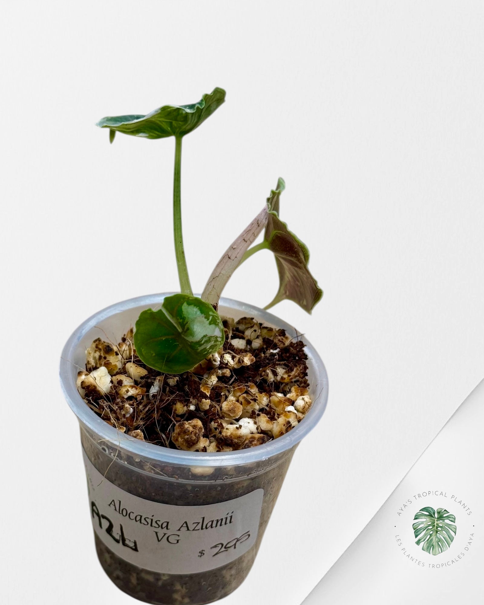 Alocasia Azlanii Variegated Pink| Rare TC Plant| Aya's Tropical Plants