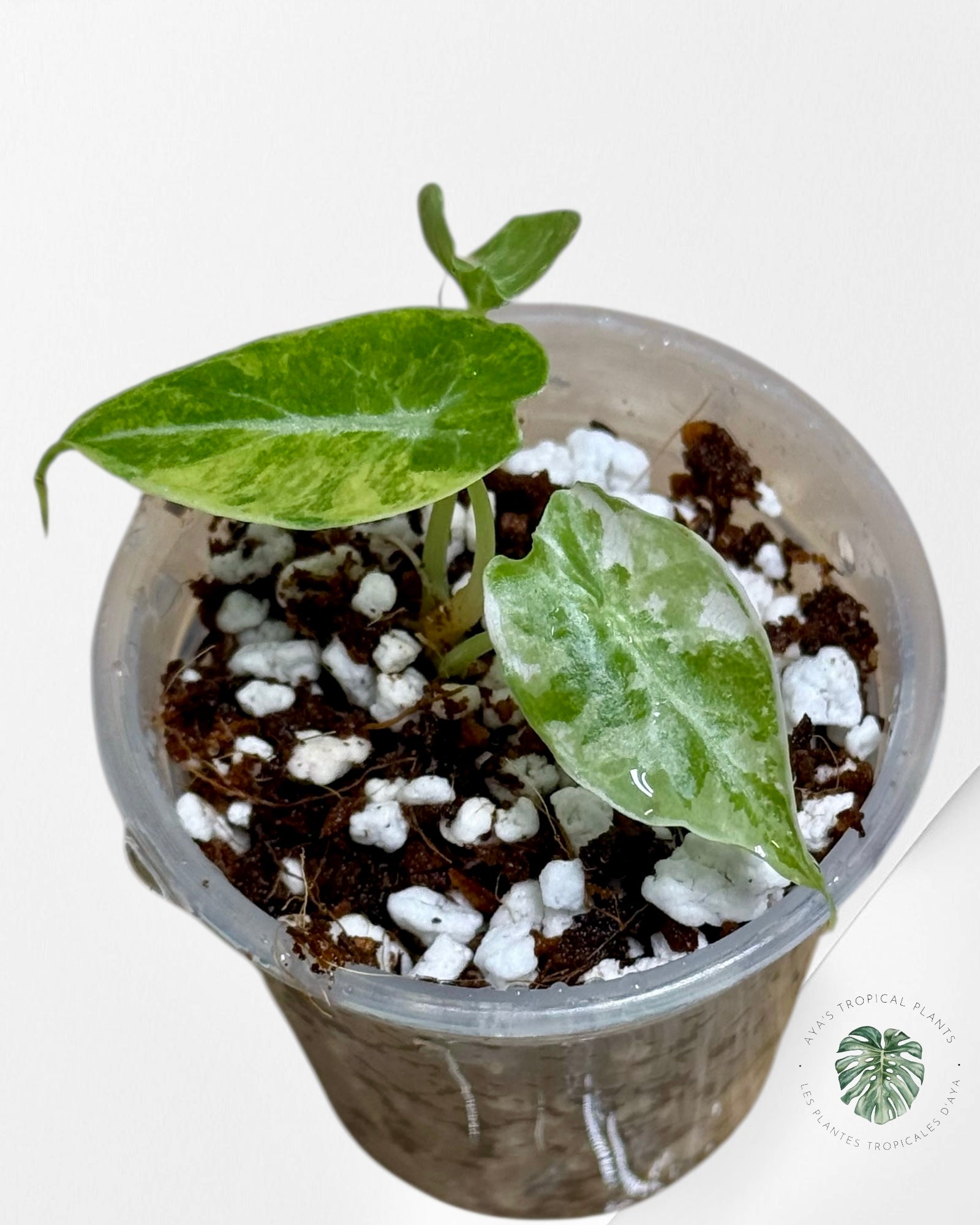 Alocasia Watsoniana Doff. Pink Variegated |Rare TC Plant| Aya's Tropical Plants