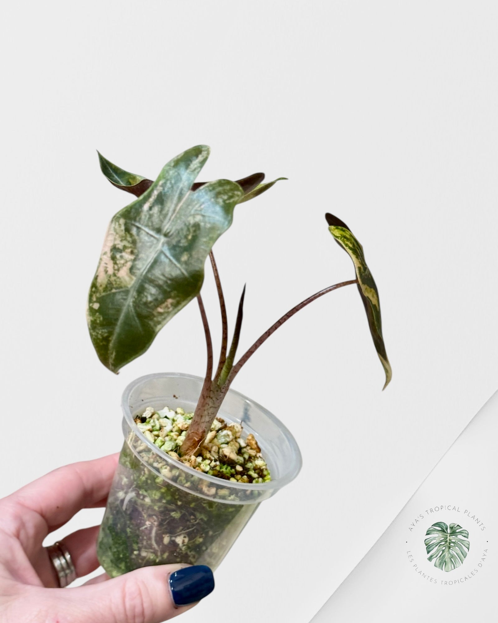 Alocasia Pseudo Sanderiana Variegated Aurea| Rare TC Plant| Aya's Tropical Plants