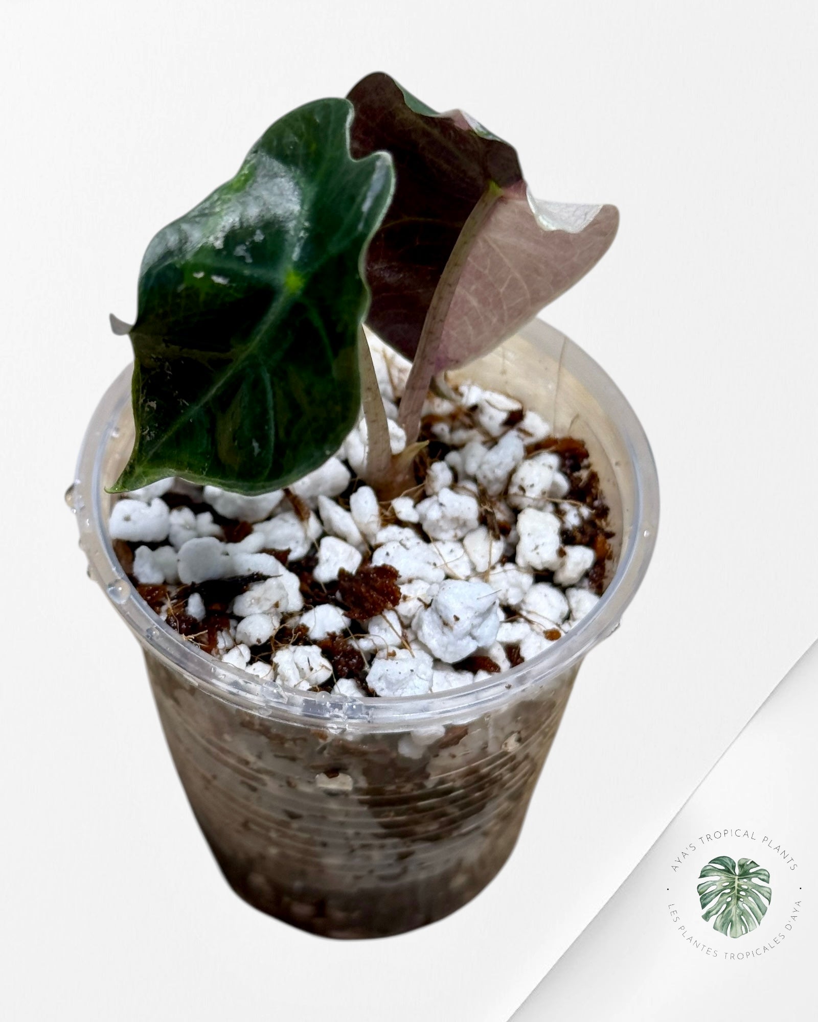 Alocasia Polly Variegated Pink| Rare TC Plant| Aya's Tropical Plants