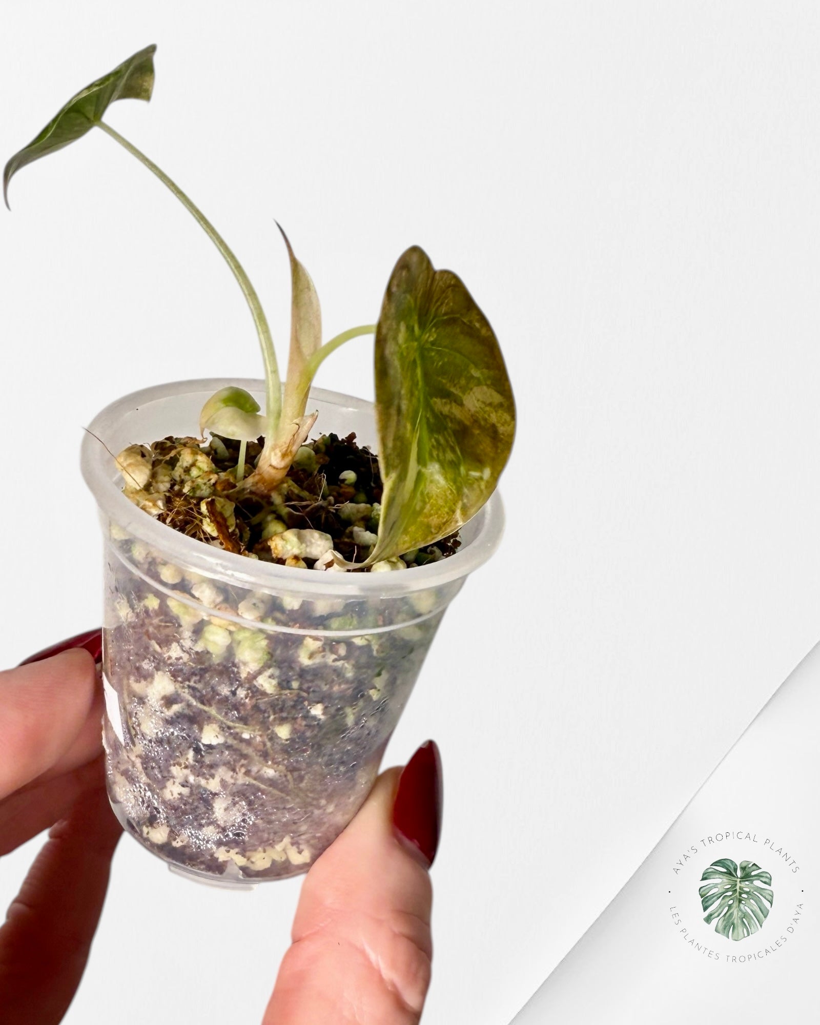 Alocasia Cuprea Golden Latte variegated | Rare TC Plant| Aya's Tropical Plants