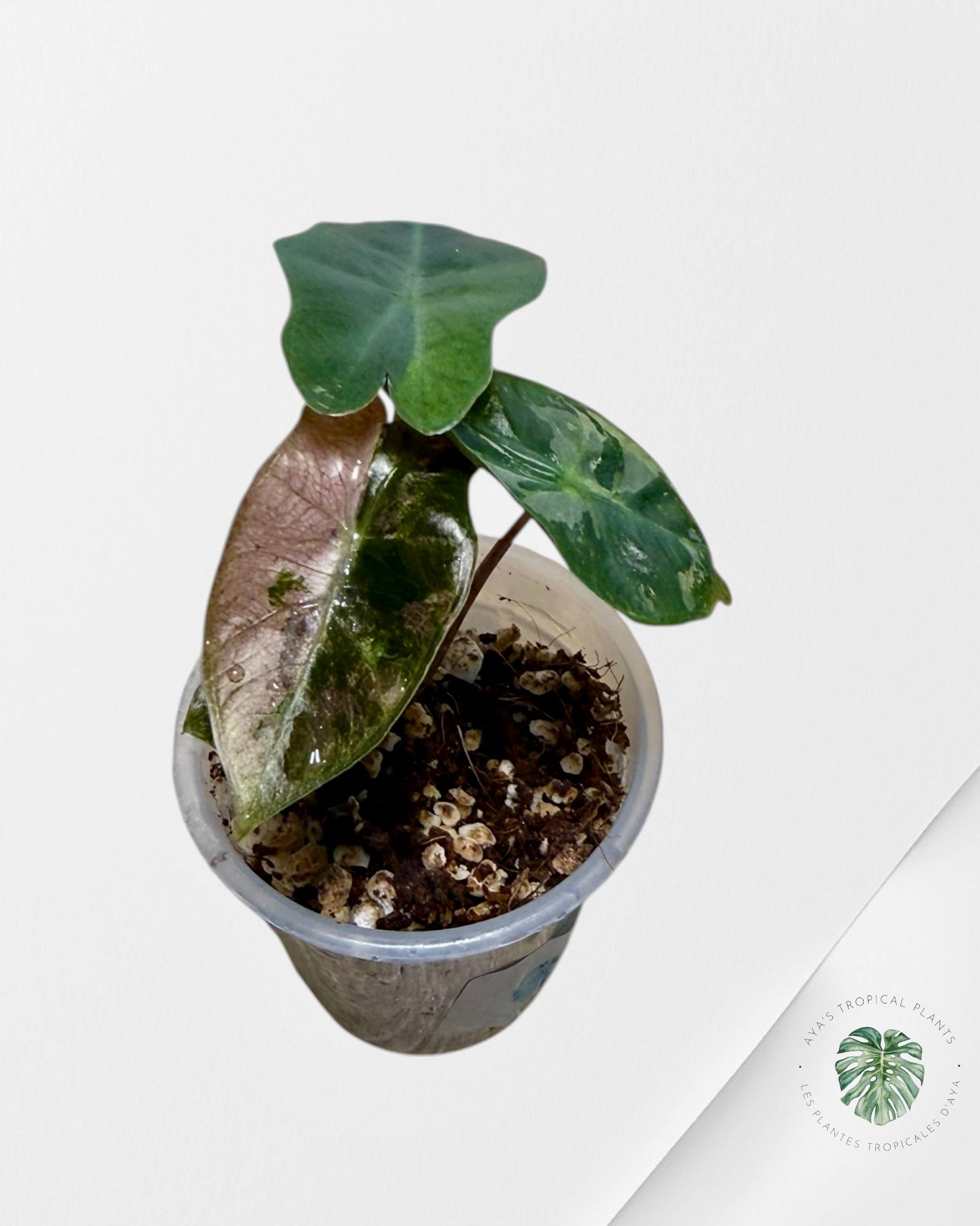 Alocasia Pseudo-Sanderiana Pink Variegated