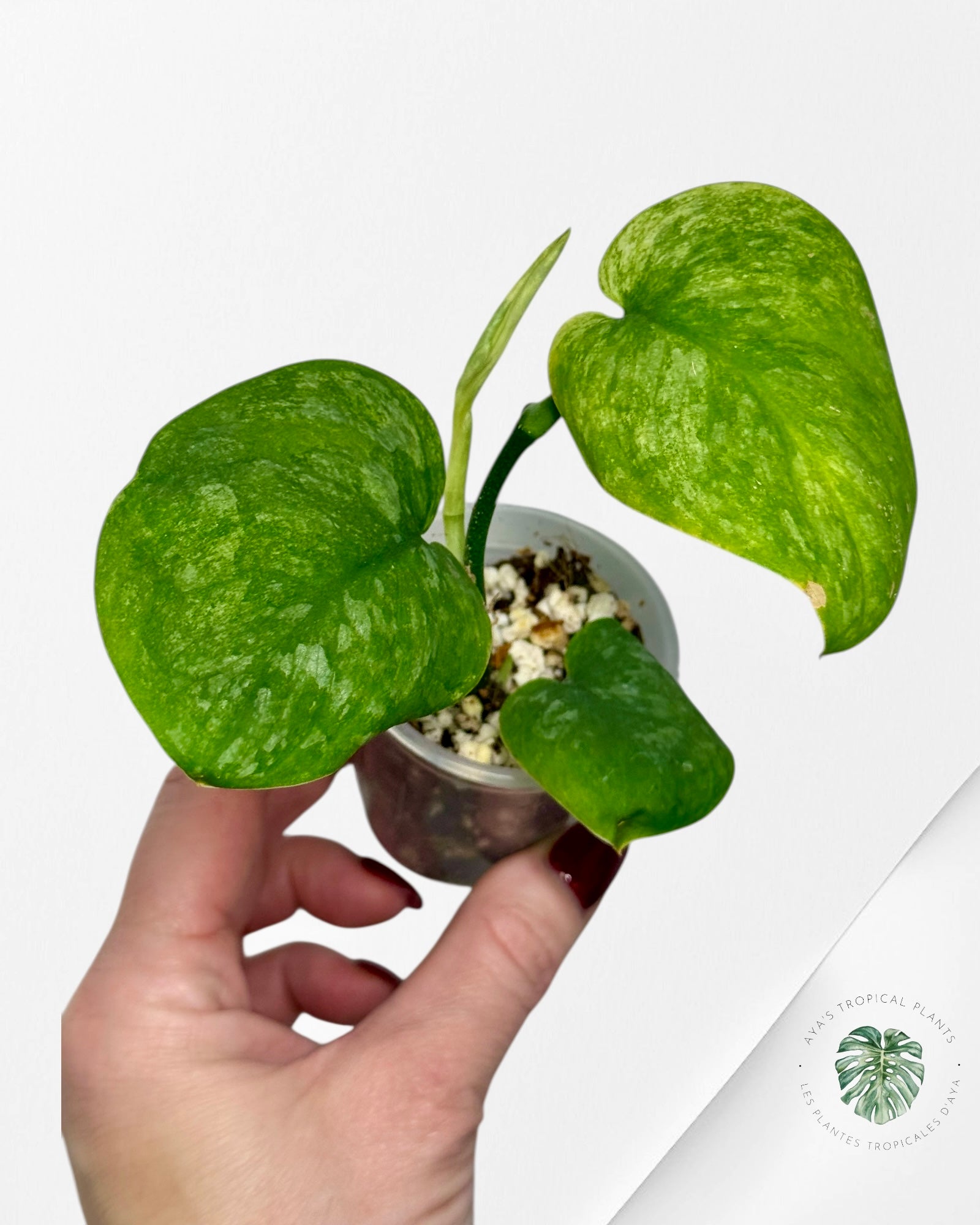 Scindapsus Blue Splash