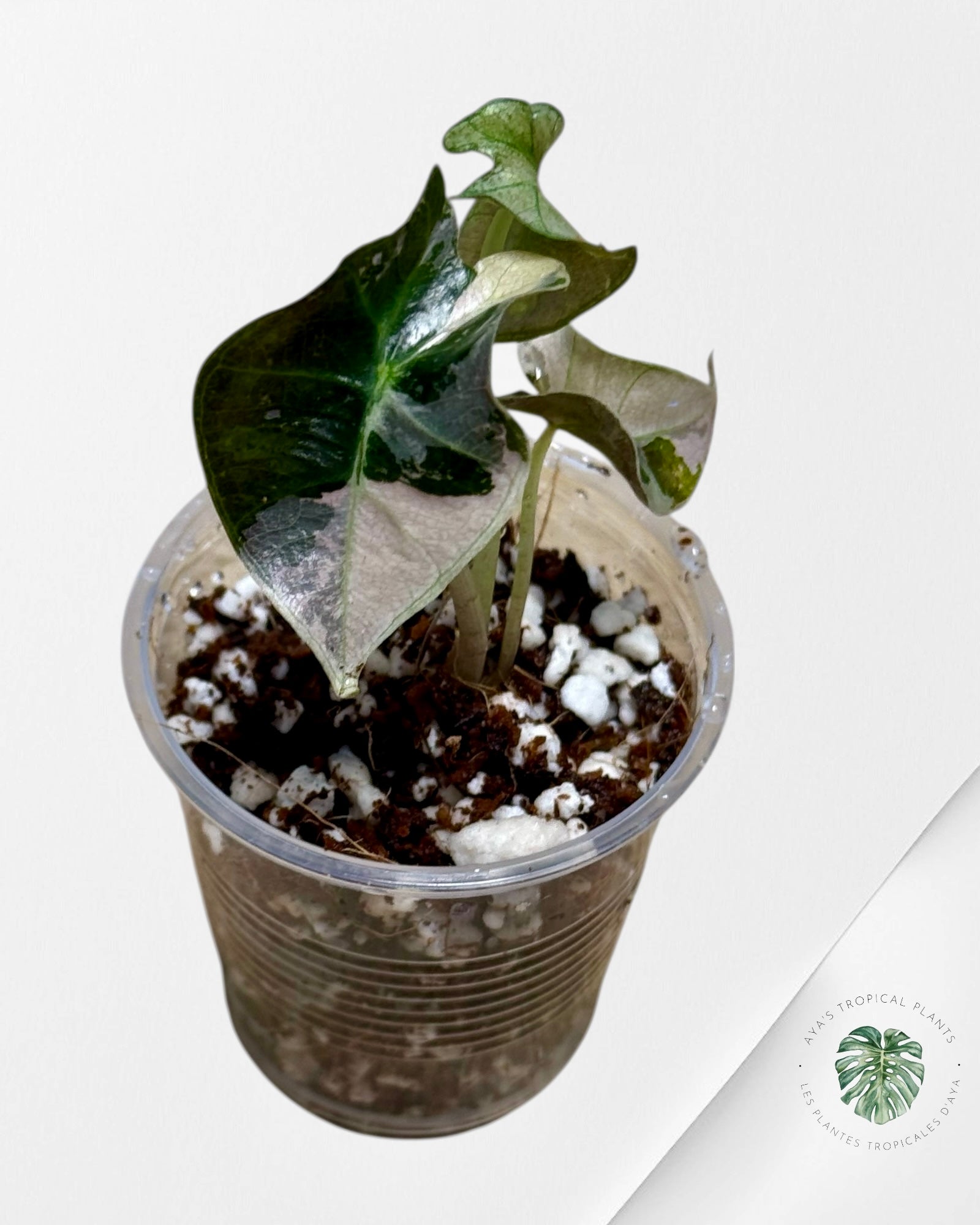 Alocasia Polly Variegated Pink| Rare TC Plant| Aya's Tropical Plants