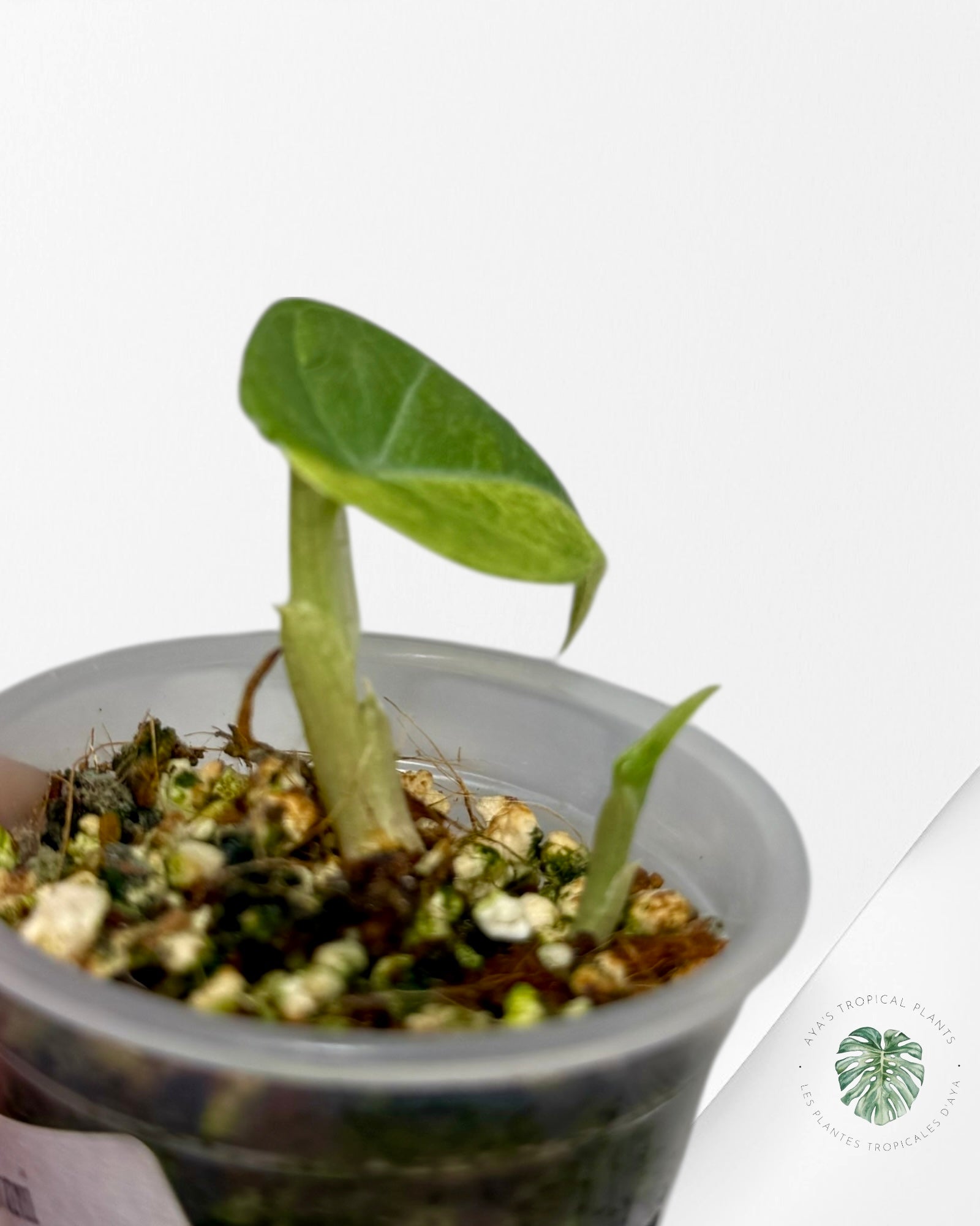 Alocasia Maharani Variegated Aurea| Rare TC Plant| Aya's Tropical Plants