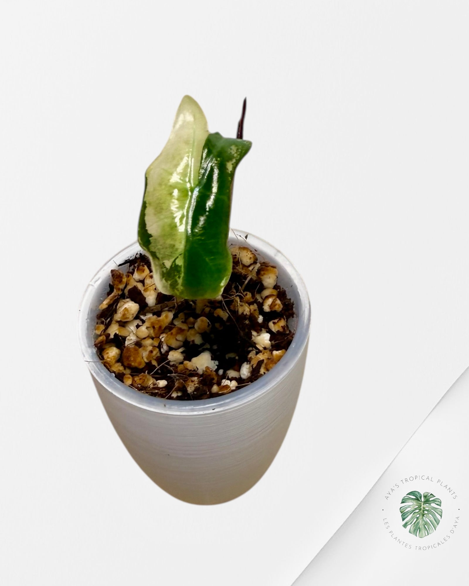 Alocasia Nobilis Variegated Pink