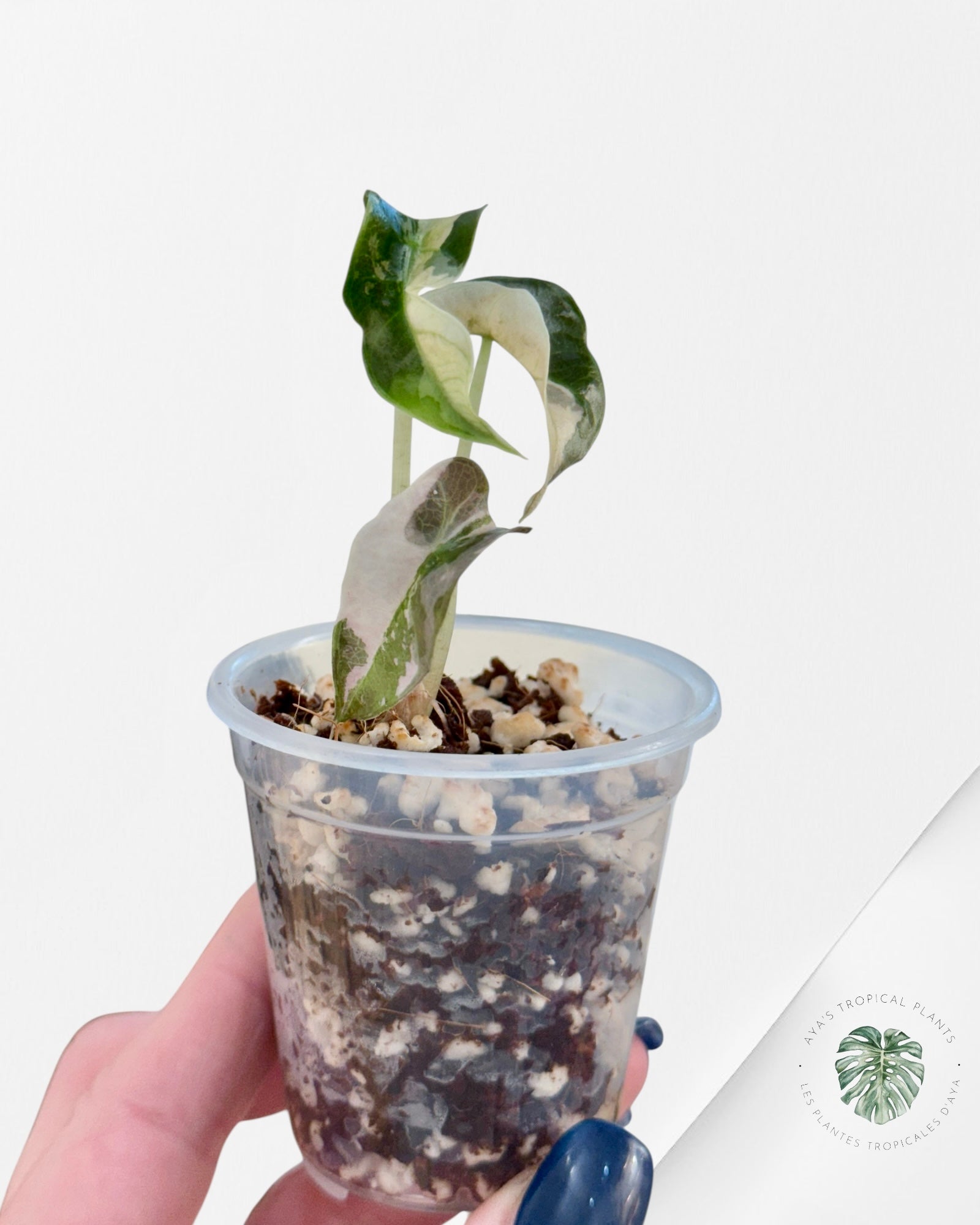 Alocasia Polly Variegated Pink| Rare TC Plant| Aya's Tropical Plants