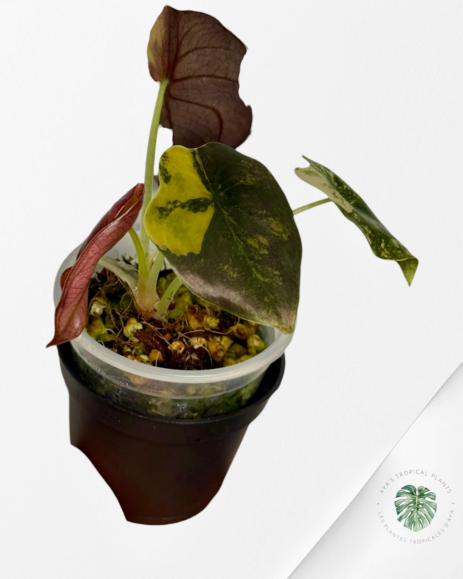 Alocasia Cuprea Golden Latte variegated | Rare TC Plant| Aya's Tropical Plants