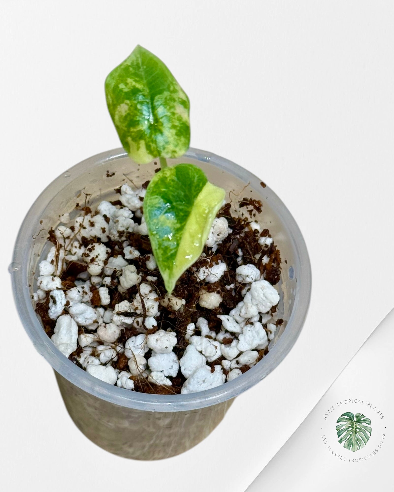 Alocasia Melo Variegated Aurea| Rare TC Plant| Aya's Tropical Plants