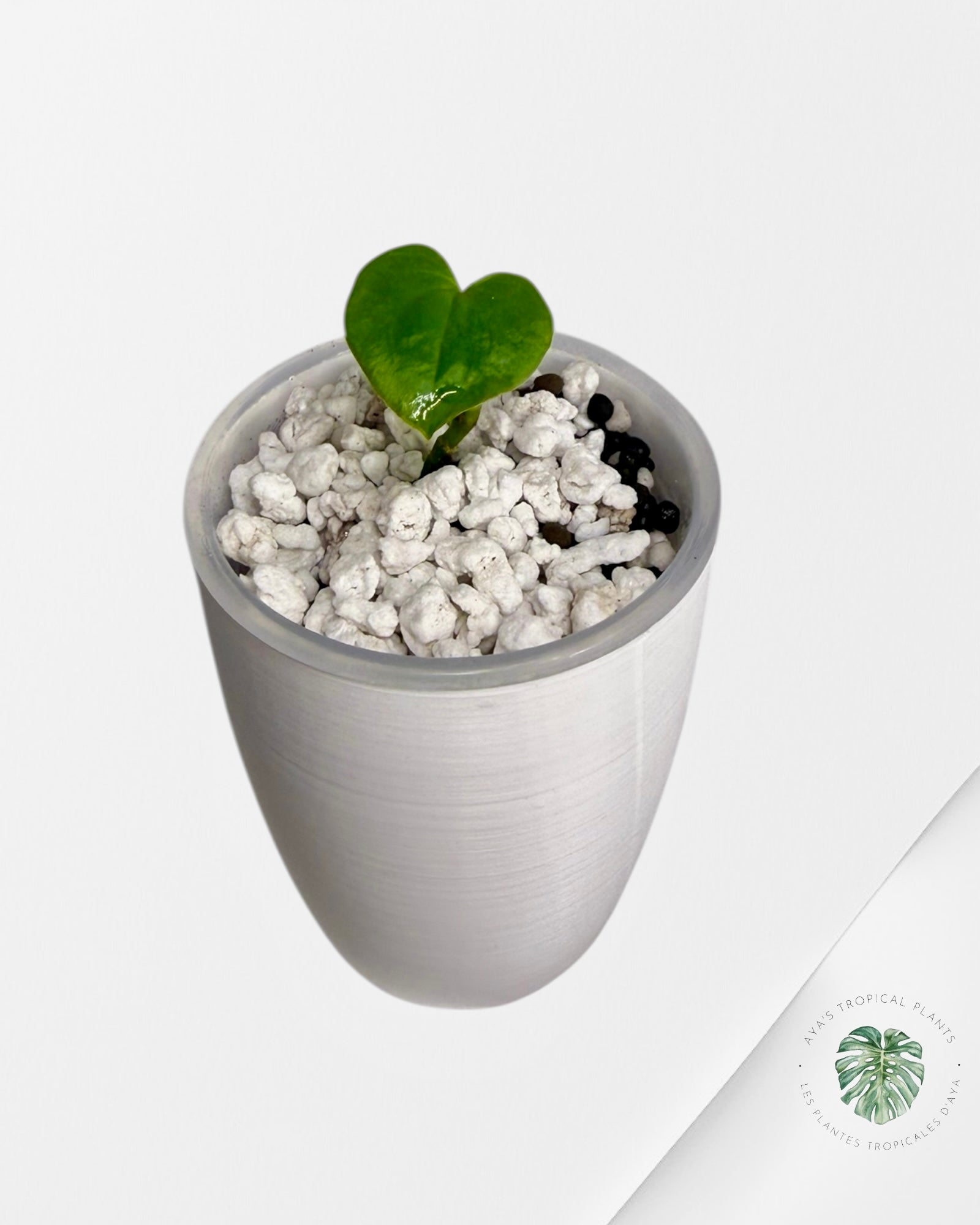 Anthurium Black Magic