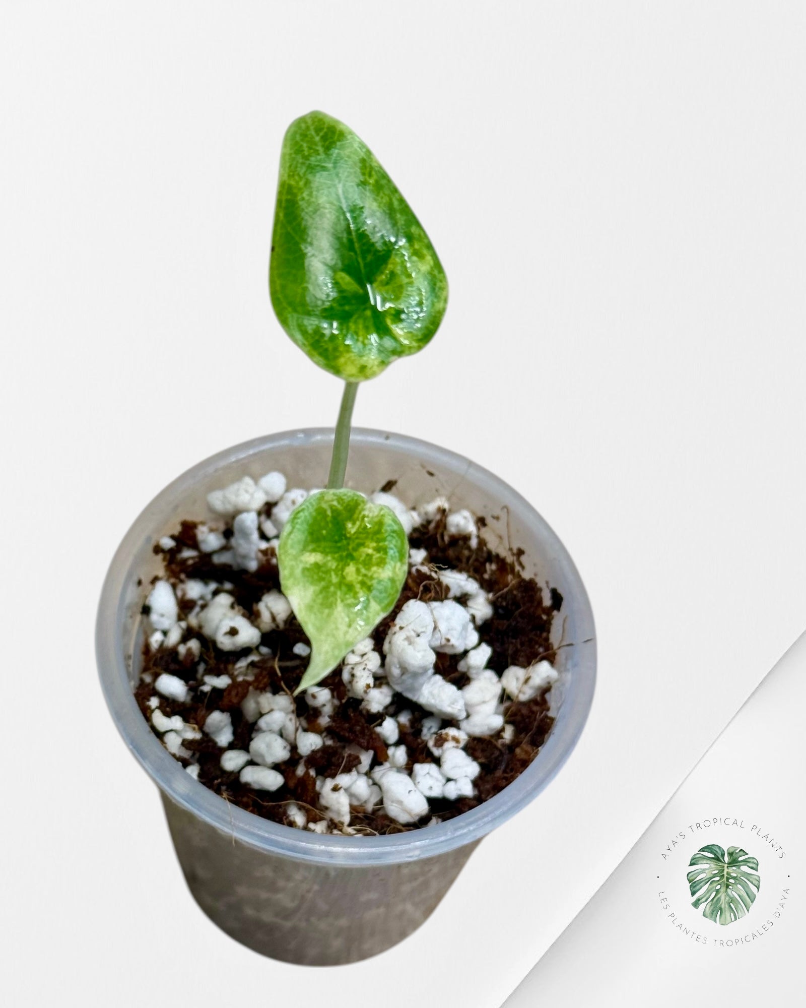 Alocasia Melo Variegated Aurea| Rare TC Plant| Aya's Tropical Plants