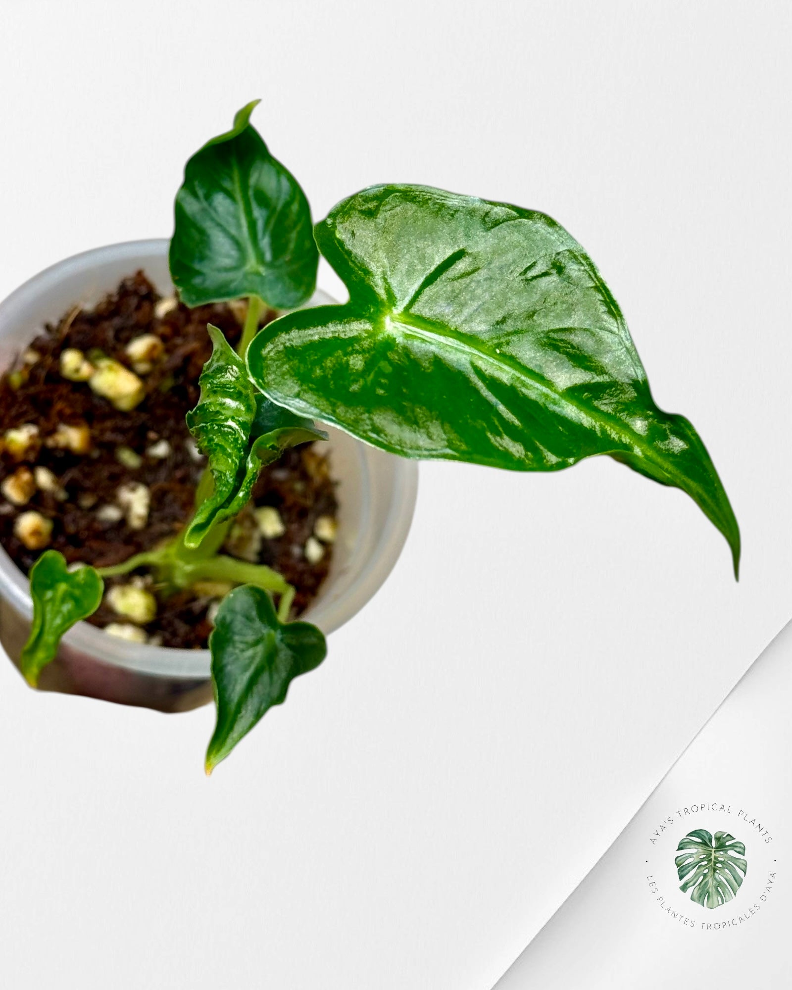 Alocasia Frydek ‘Tattoo’ | Rare TC Plant| Aya's Tropical Plants