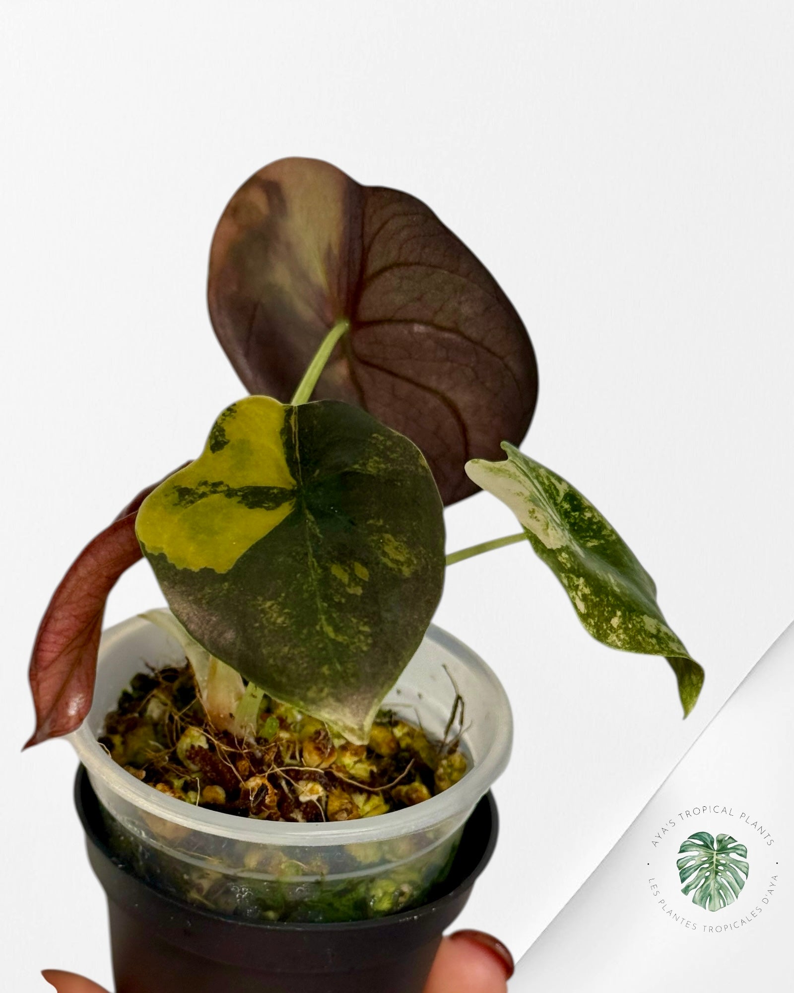 Alocasia Cuprea Golden Latte variegated | Rare TC Plant| Aya's Tropical Plants