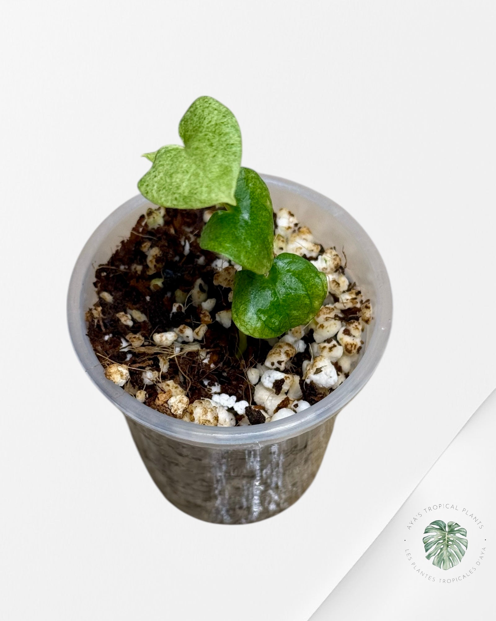 Anthurium Dark Phoenix Variegated | Rare TC Plant| Aya's Tropical Plants