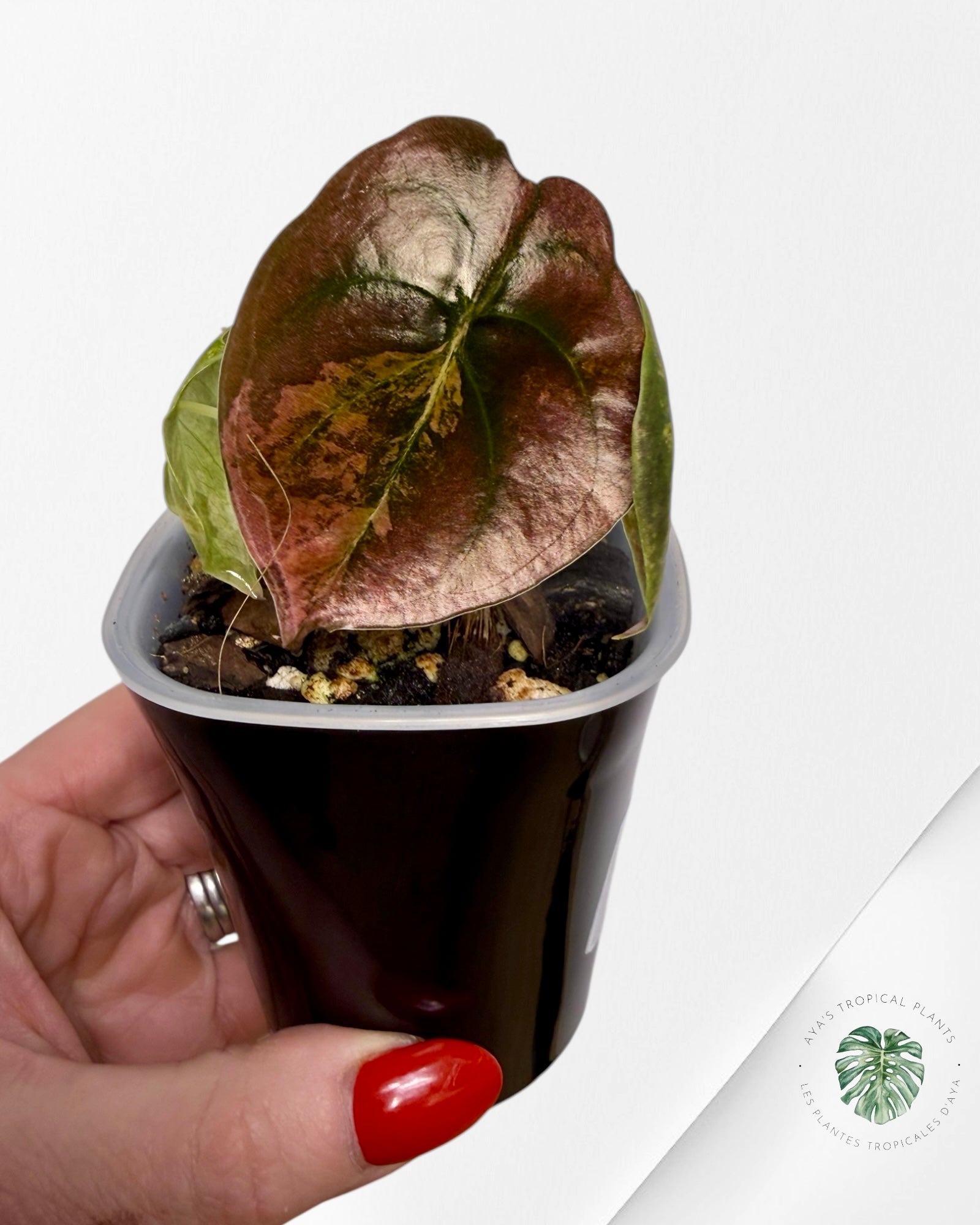 Alocasia Cuprea Golden Latte variegated